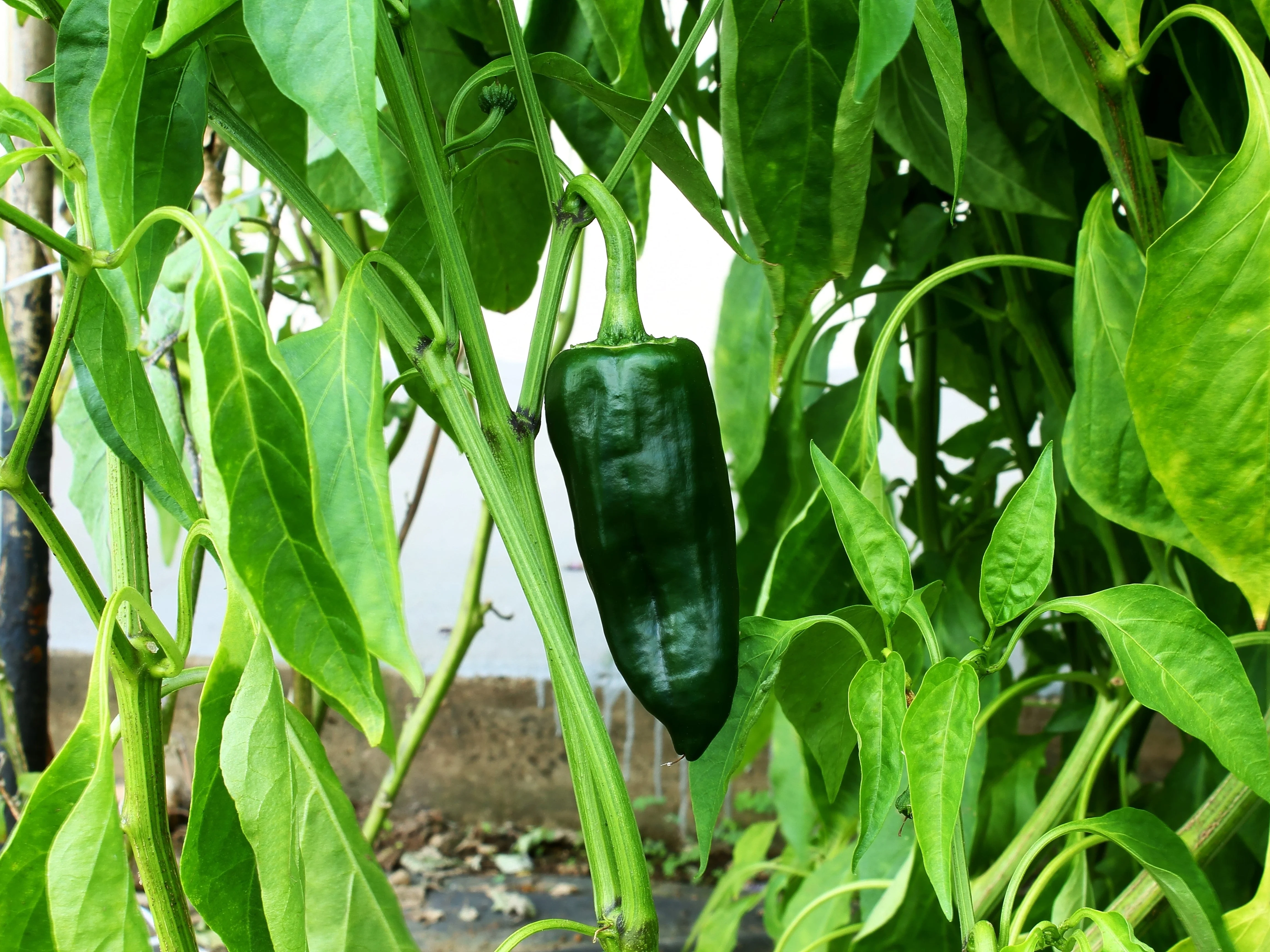 50 ANCHO POBLANO PEPPER Chili Pepper Capsicum Annuum Vegetable Seeds - Image 3