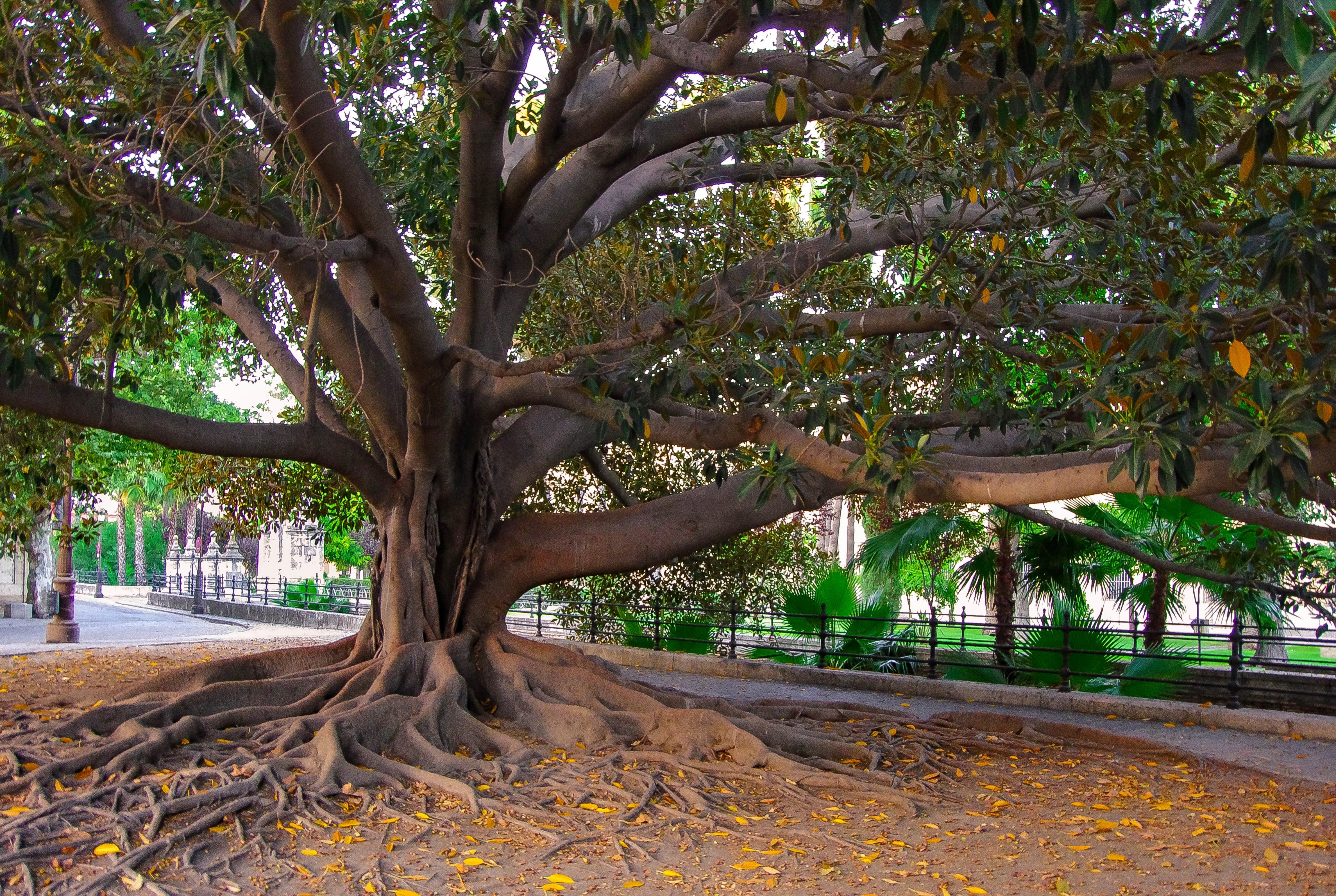 50 BANYAN / BANYAN FIG TREE East Indian Ficus Benghalensis Aerial Root Houseplant Seeds - Image 10