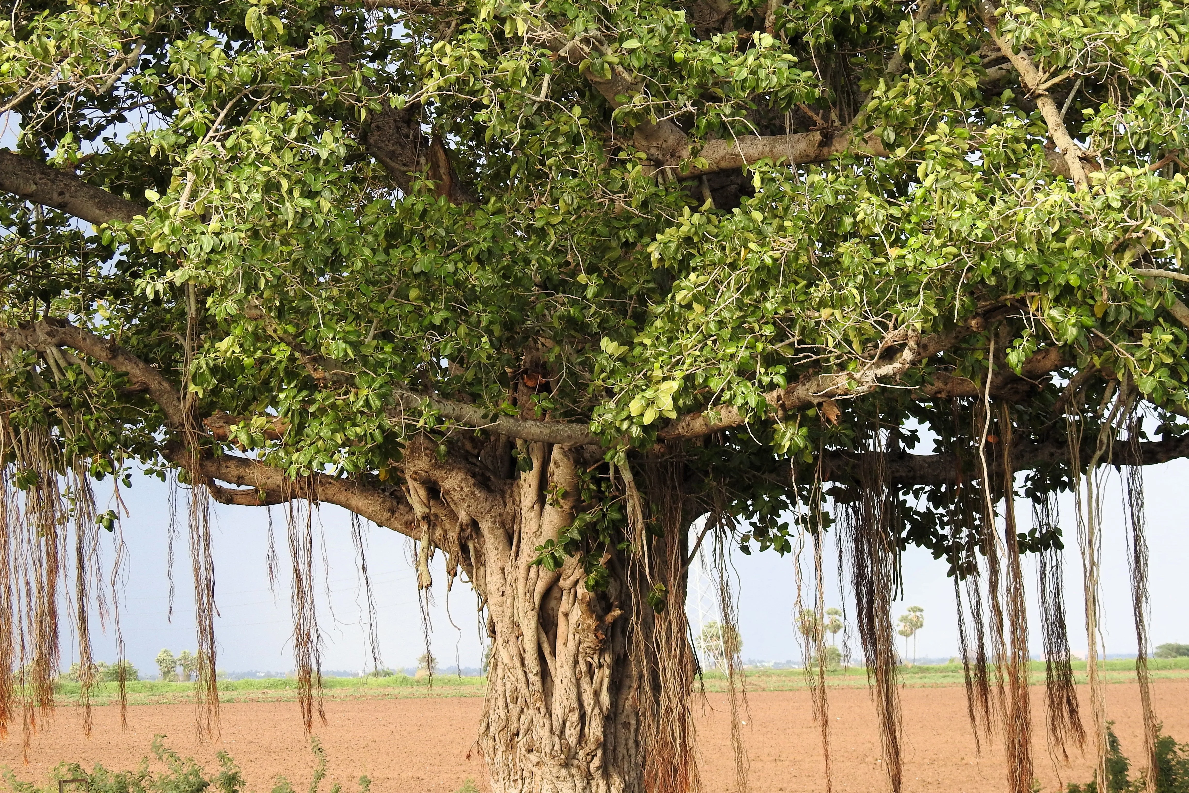 50 BANYAN / BANYAN FIG TREE East Indian Ficus Benghalensis Aerial Root Houseplant Seeds - Image 11