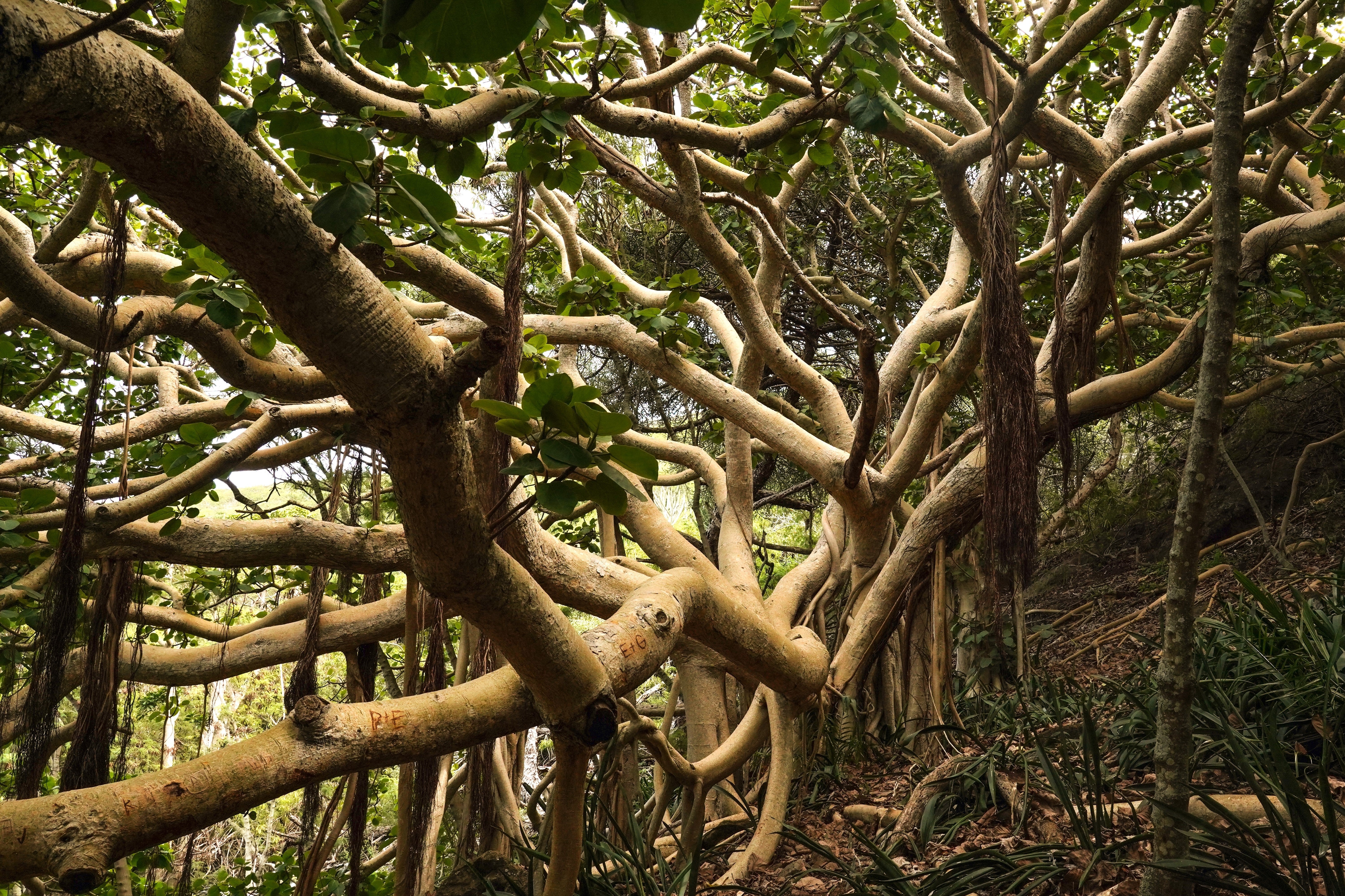 50 BANYAN / BANYAN FIG TREE East Indian Ficus Benghalensis Aerial Root Houseplant Seeds - Image 12