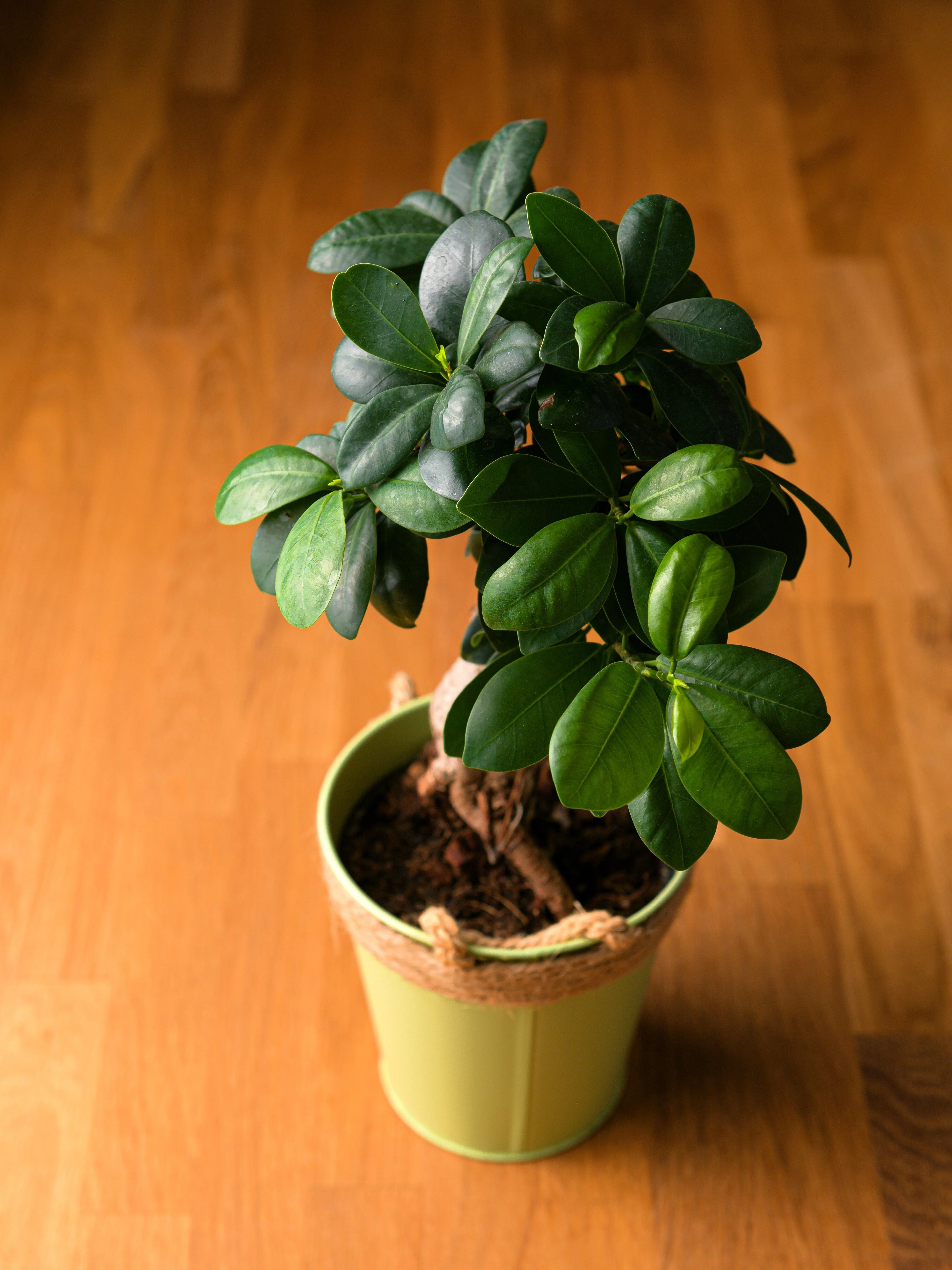 50 BANYAN / BANYAN FIG TREE East Indian Ficus Benghalensis Aerial Root Houseplant Seeds - Image 14