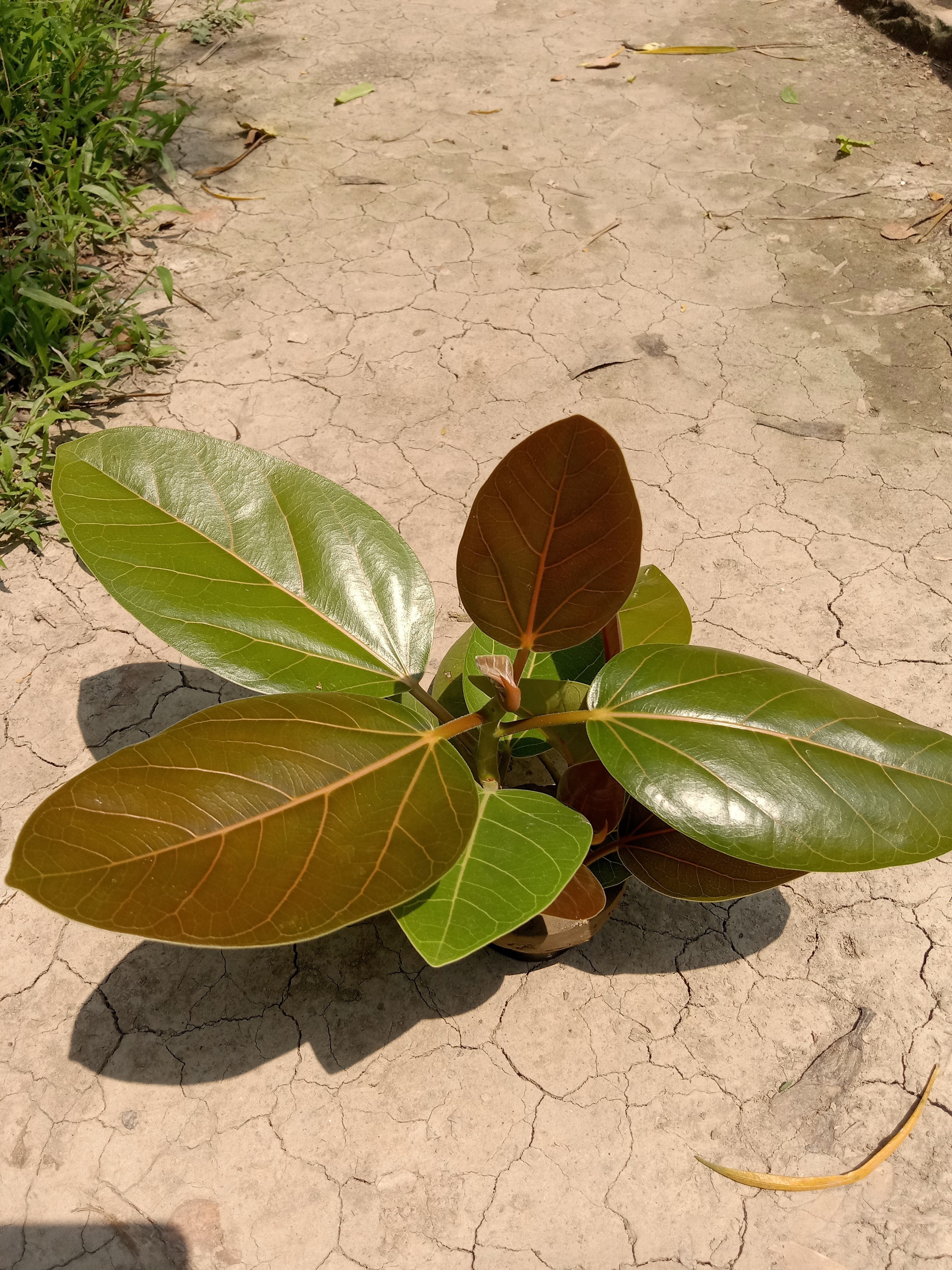 50 BANYAN / BANYAN FIG TREE East Indian Ficus Benghalensis Aerial Root Houseplant Seeds - Image 15