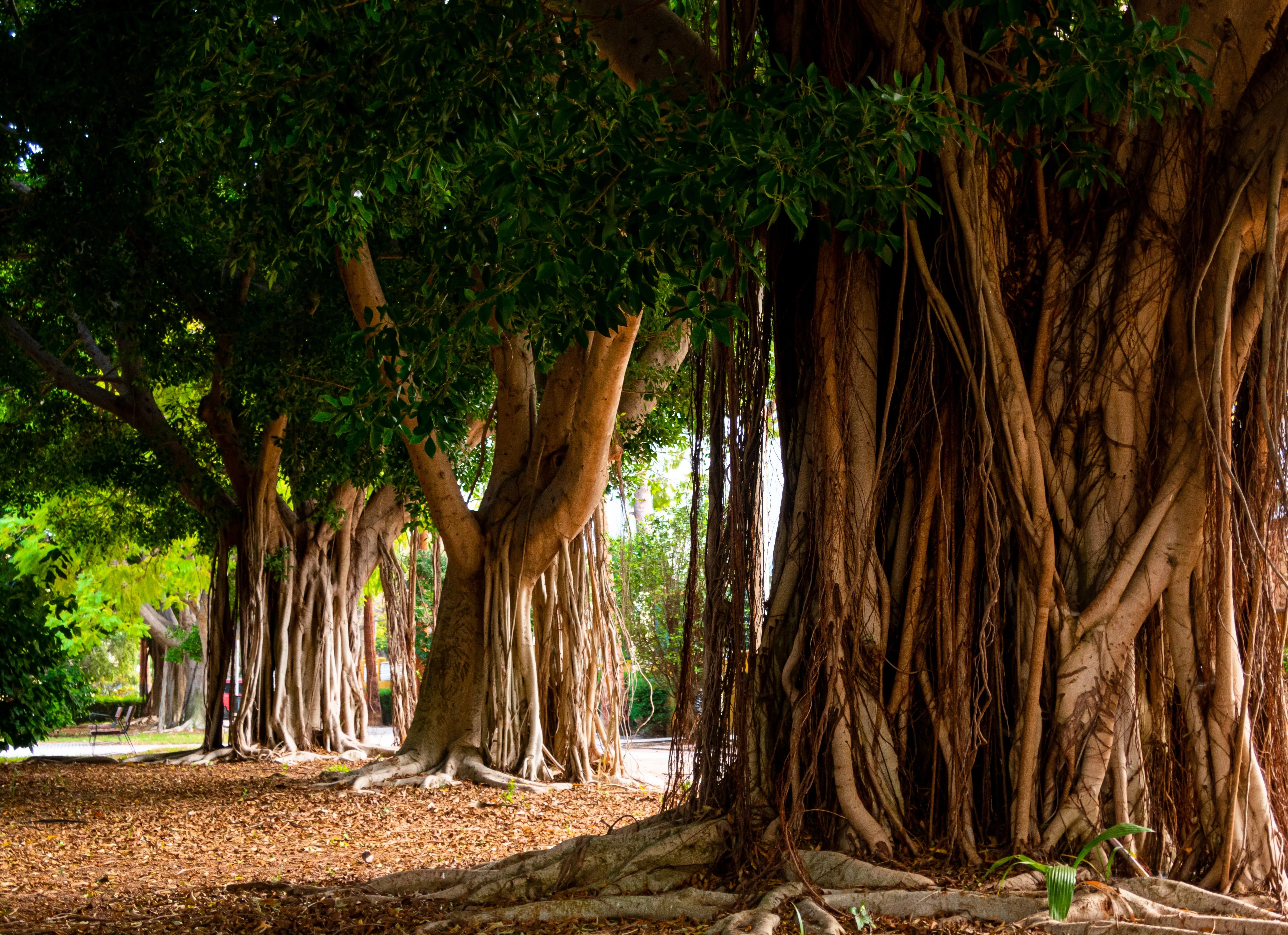 50 BANYAN / BANYAN FIG TREE East Indian Ficus Benghalensis Aerial Root Houseplant Seeds - Image 2