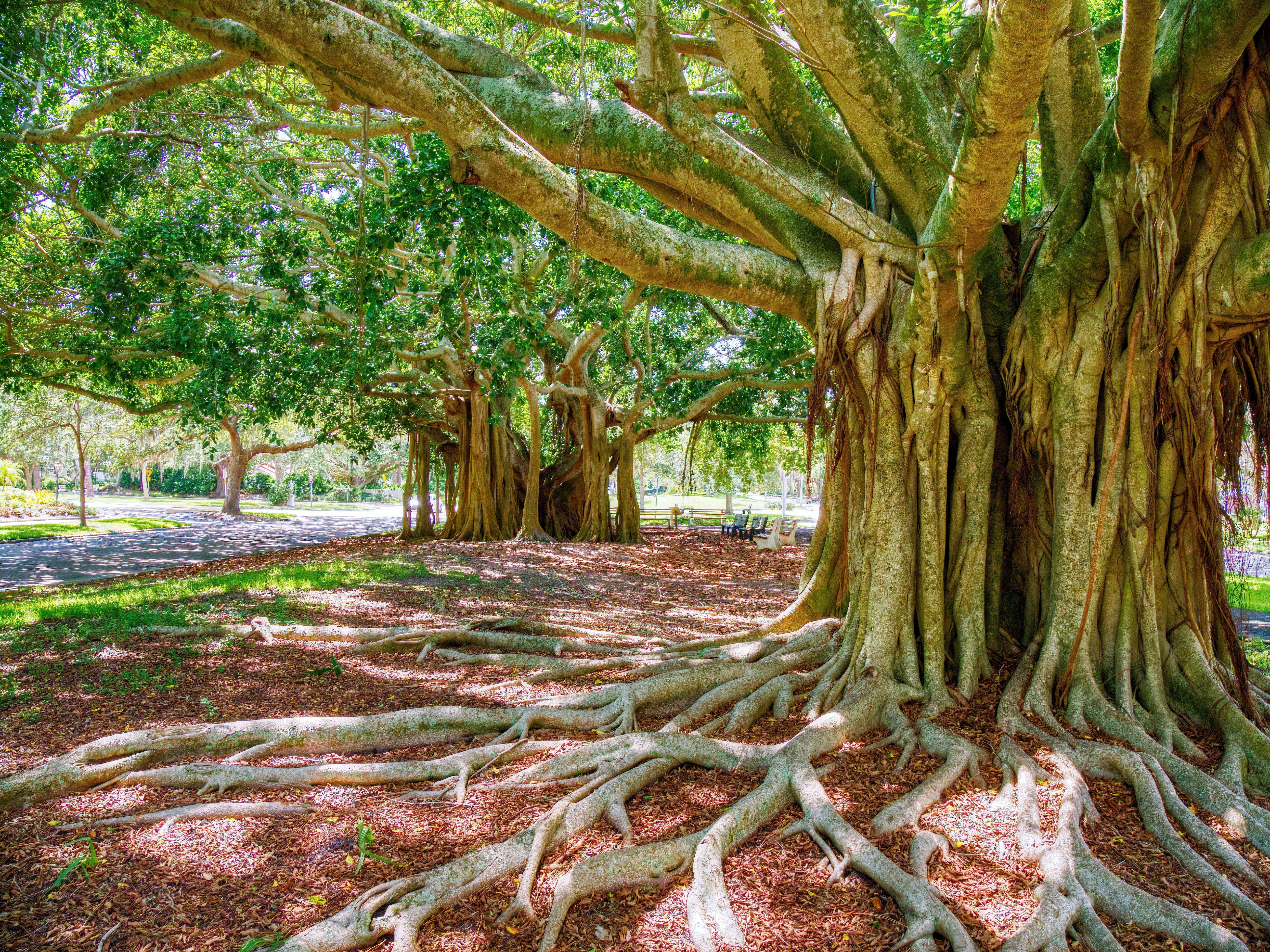 50 BANYAN / BANYAN FIG TREE East Indian Ficus Benghalensis Aerial Root Houseplant Seeds - Image 3