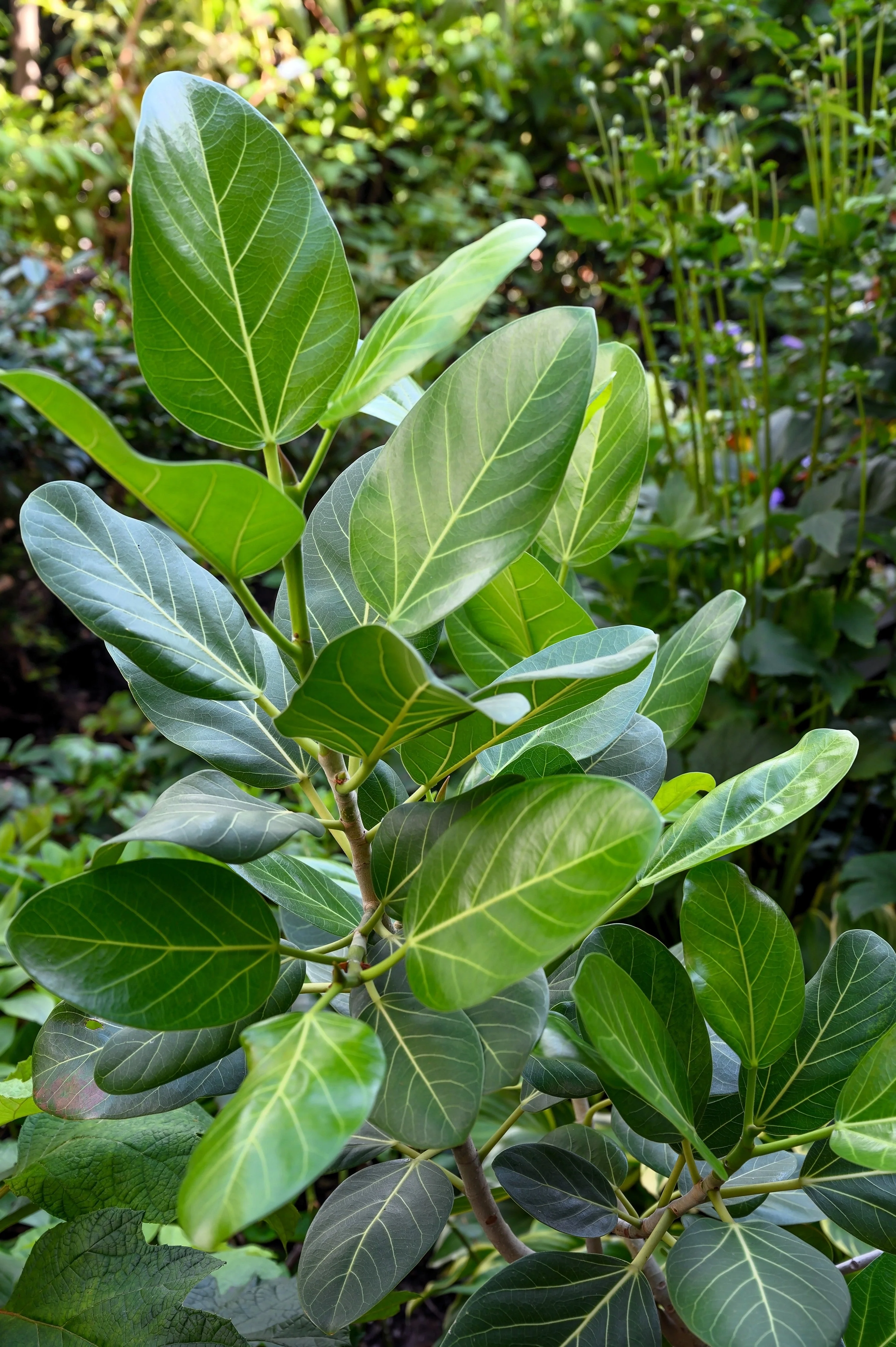 50 BANYAN / BANYAN FIG TREE East Indian Ficus Benghalensis Aerial Root Houseplant Seeds - Image 4
