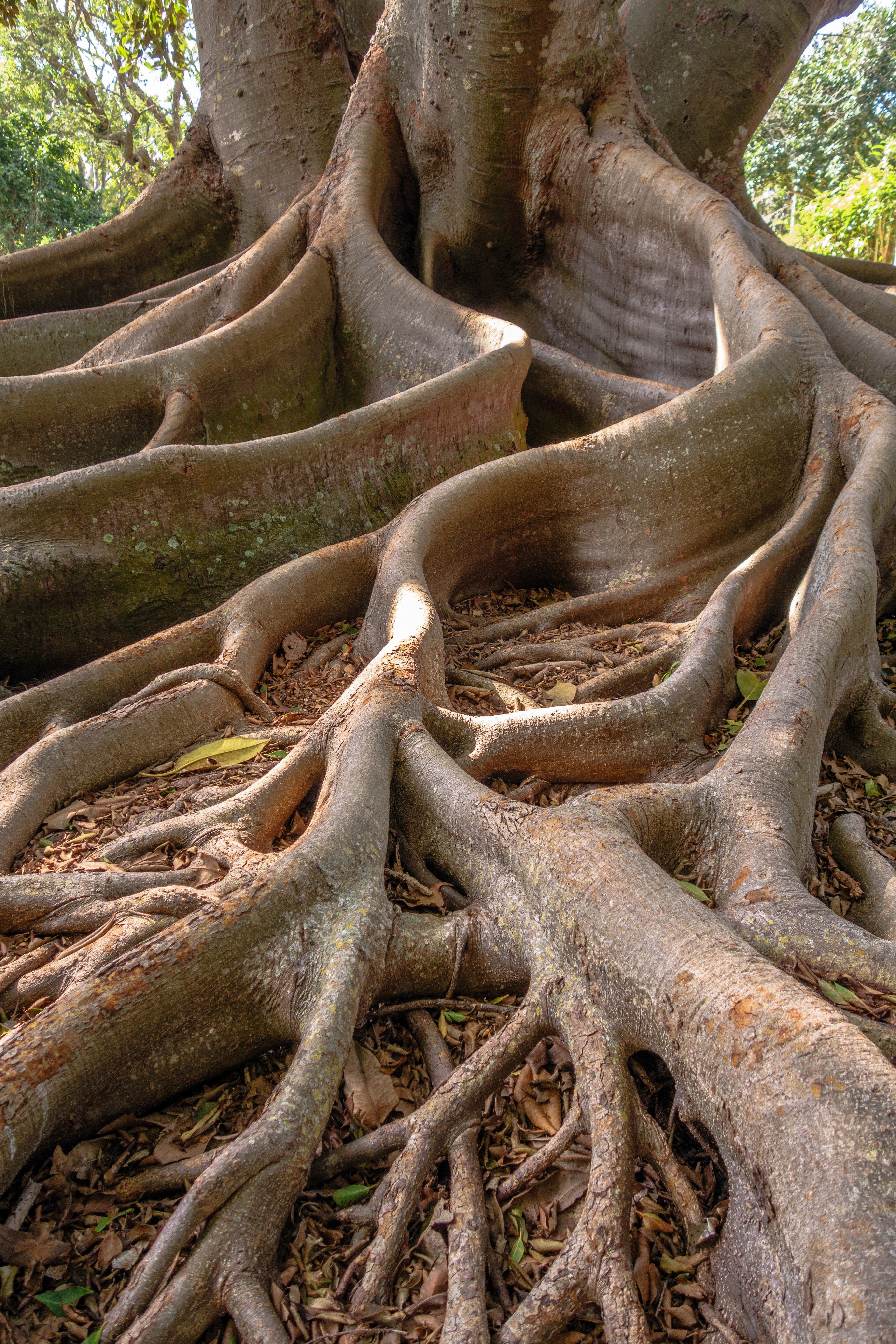 50 BANYAN / BANYAN FIG TREE East Indian Ficus Benghalensis Aerial Root Houseplant Seeds - Image 5