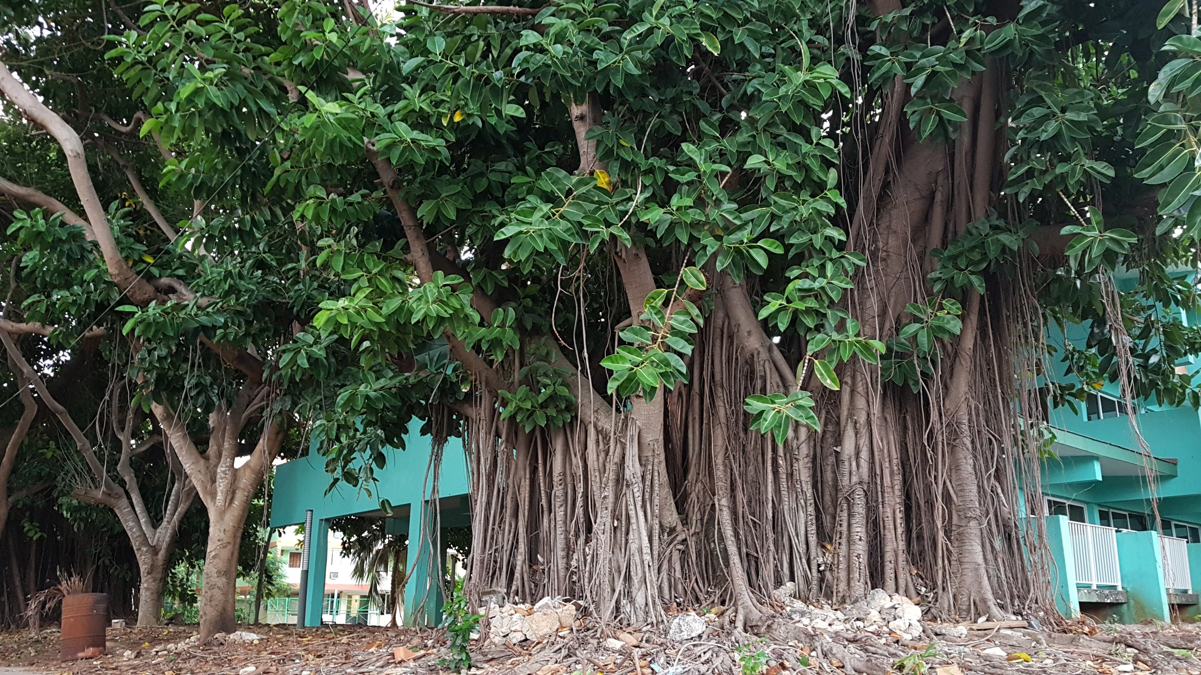 50 BANYAN / BANYAN FIG TREE East Indian Ficus Benghalensis Aerial Root Houseplant Seeds - Image 6
