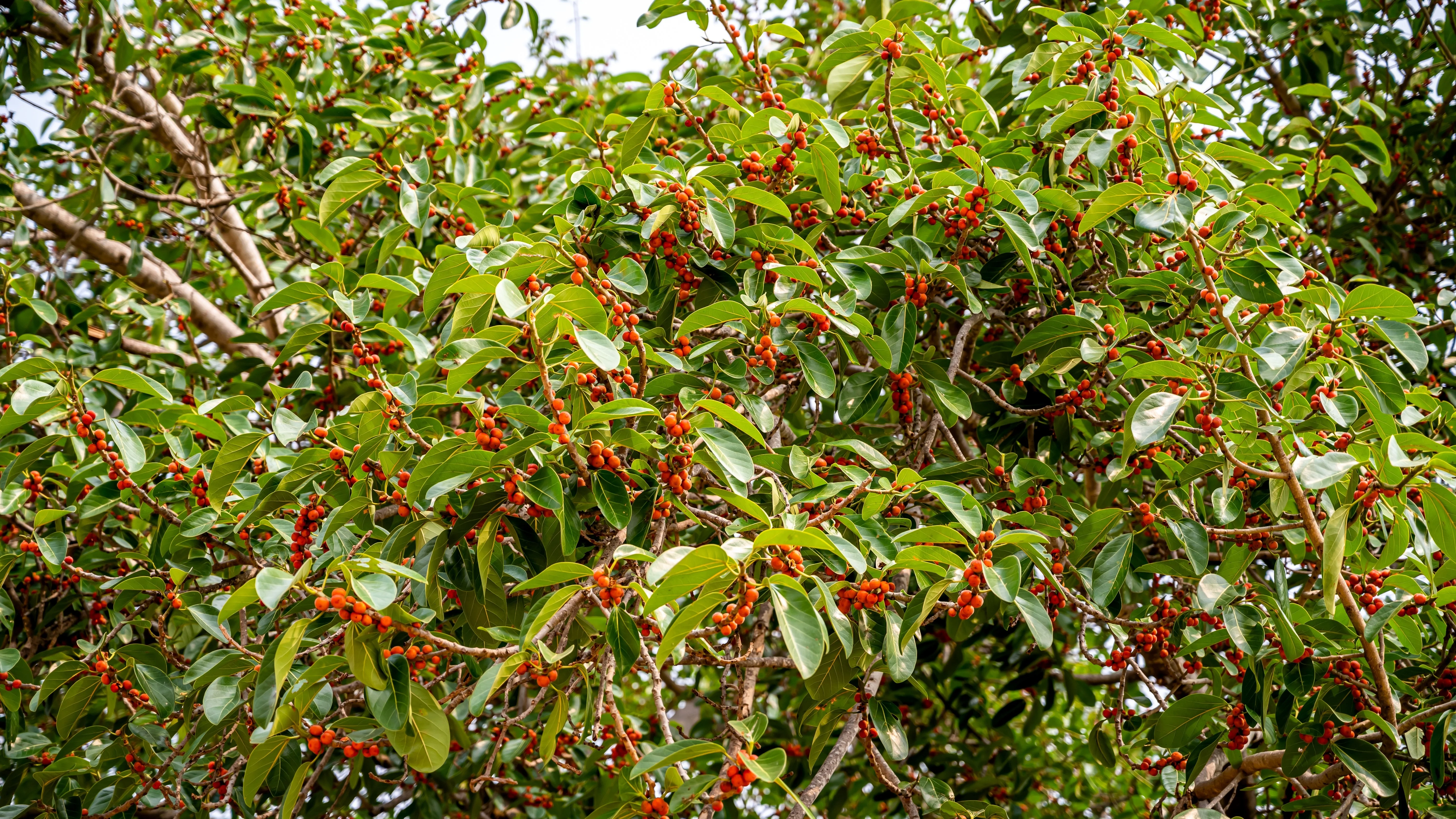 50 BANYAN / BANYAN FIG TREE East Indian Ficus Benghalensis Aerial Root Houseplant Seeds - Image 7