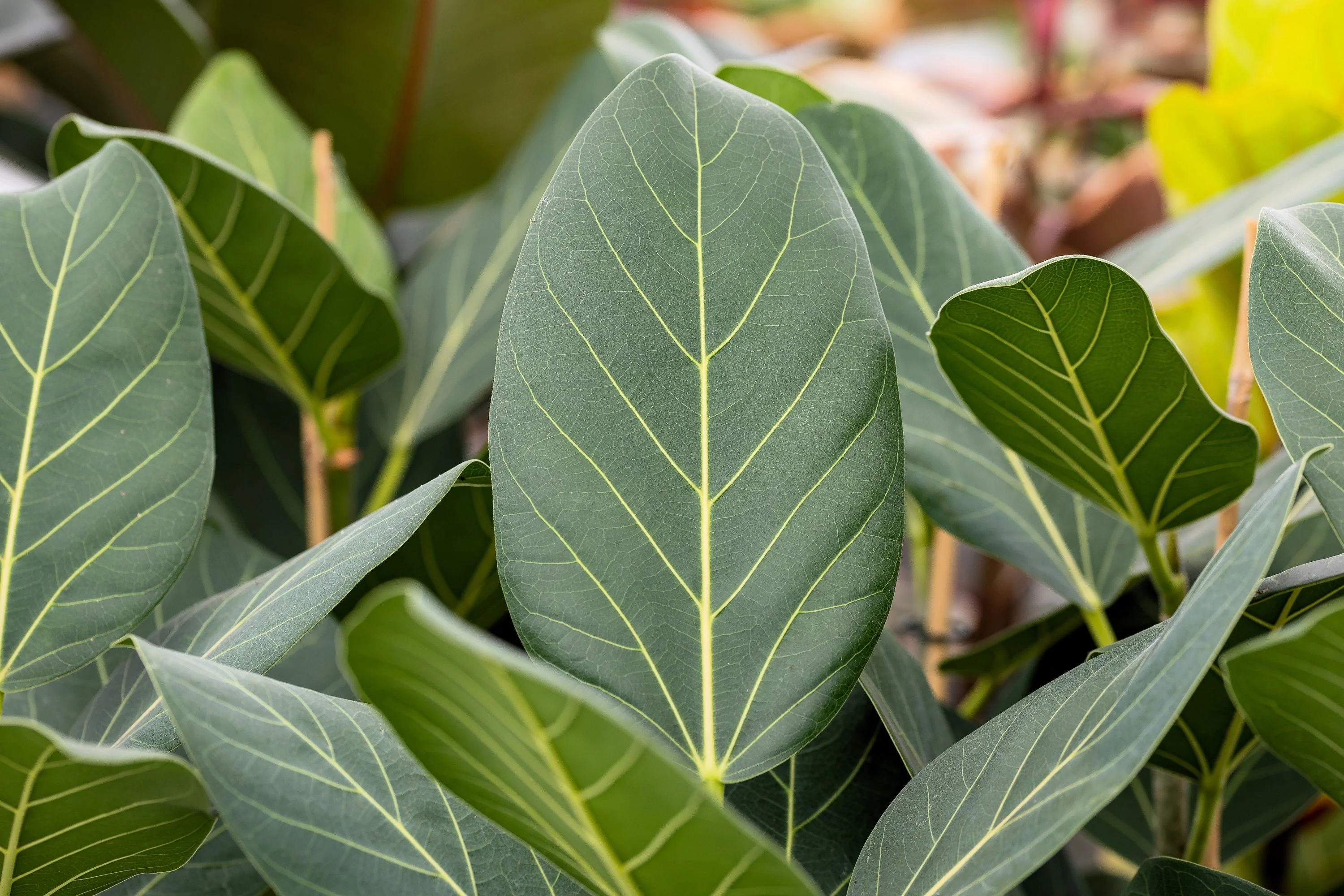 50 BANYAN / BANYAN FIG TREE East Indian Ficus Benghalensis Aerial Root Houseplant Seeds - Image 8