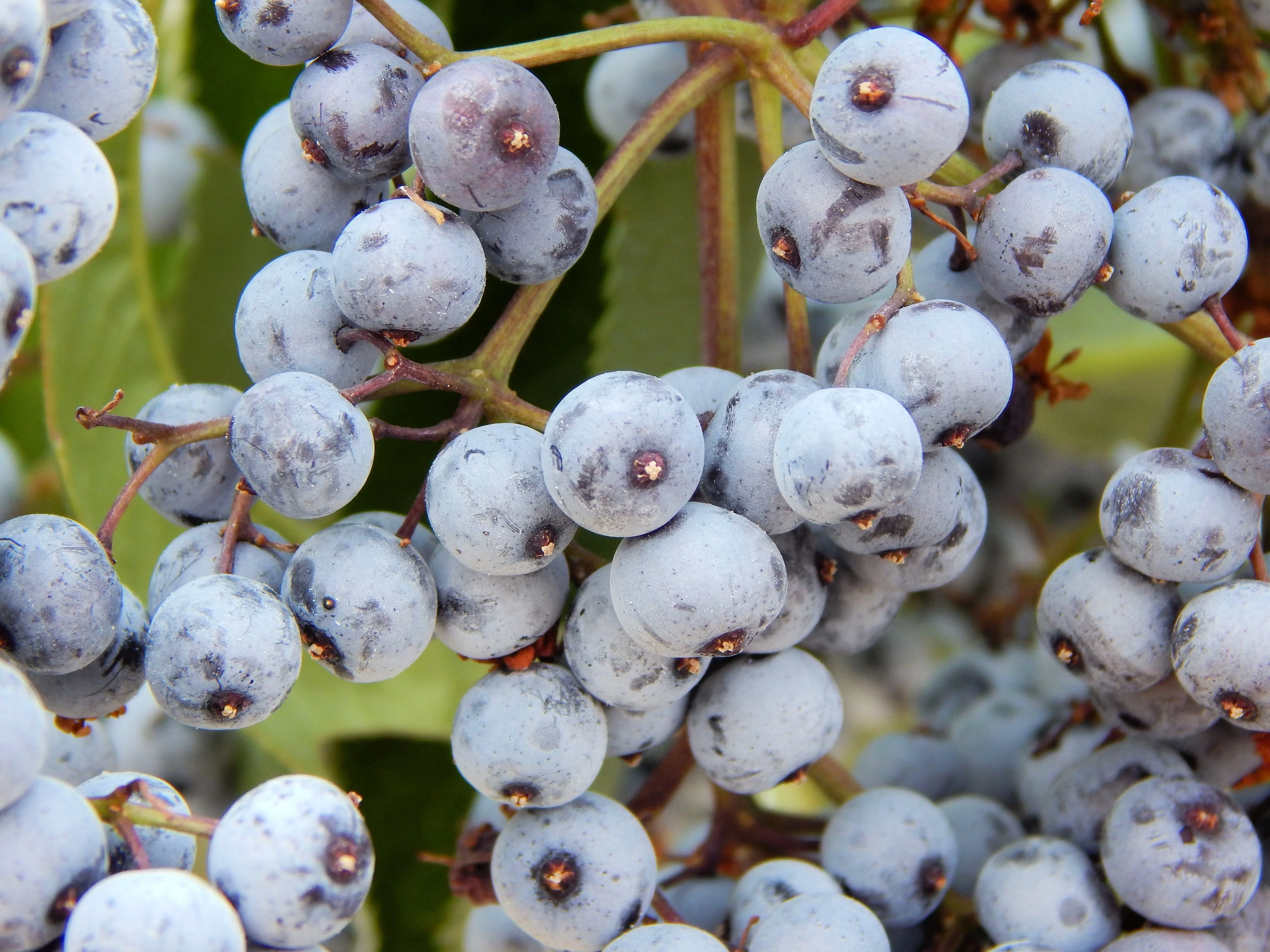 50 BLUE ELDERBERRY Sambucus Cerulea Arizona Blue Elder Tree Shrub Fruit Berry Seeds - Image 10