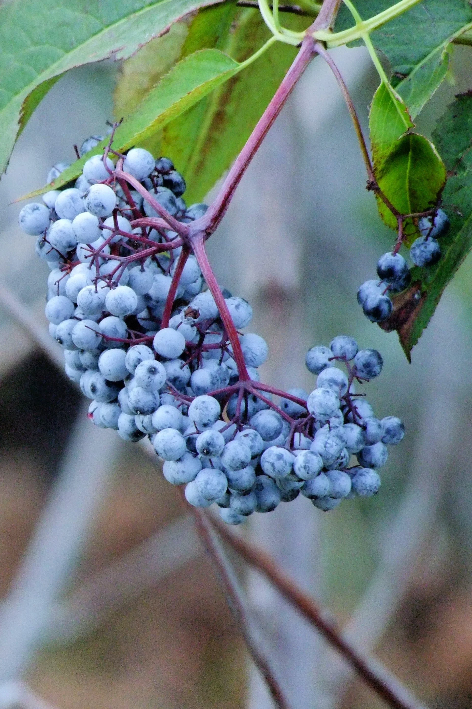 50 BLUE ELDERBERRY Sambucus Cerulea Arizona Blue Elder Tree Shrub Fruit Berry Seeds - Image 4