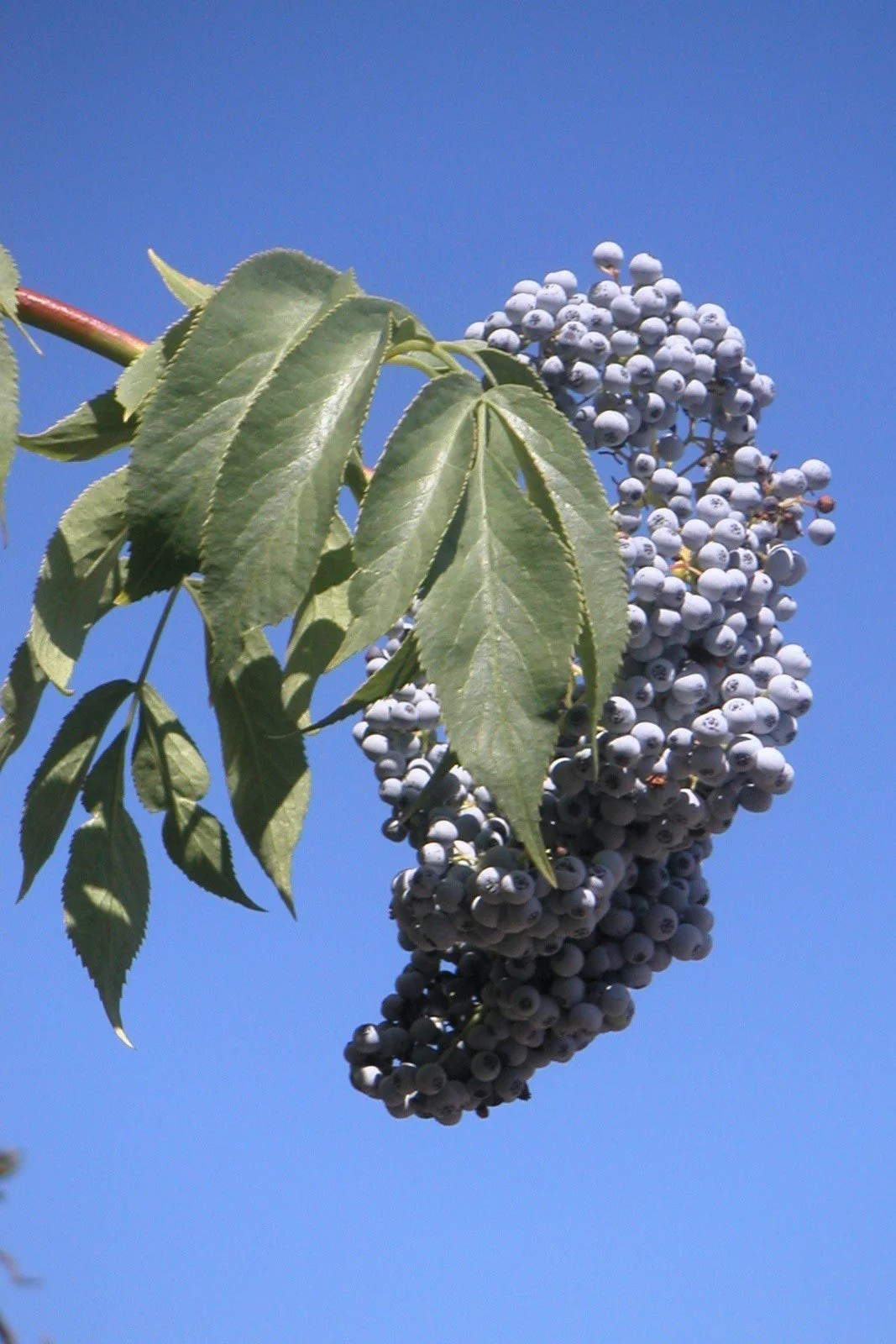 50 BLUE ELDERBERRY Sambucus Cerulea Arizona Blue Elder Tree Shrub Fruit Berry Seeds - Image 5