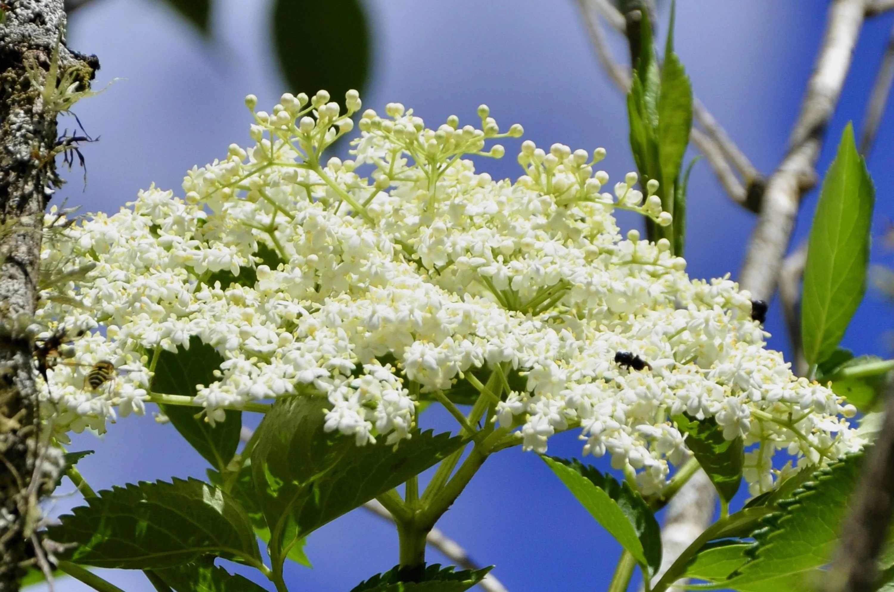 50 BLUE ELDERBERRY Sambucus Cerulea Arizona Blue Elder Tree Shrub Fruit Berry Seeds - Image 7