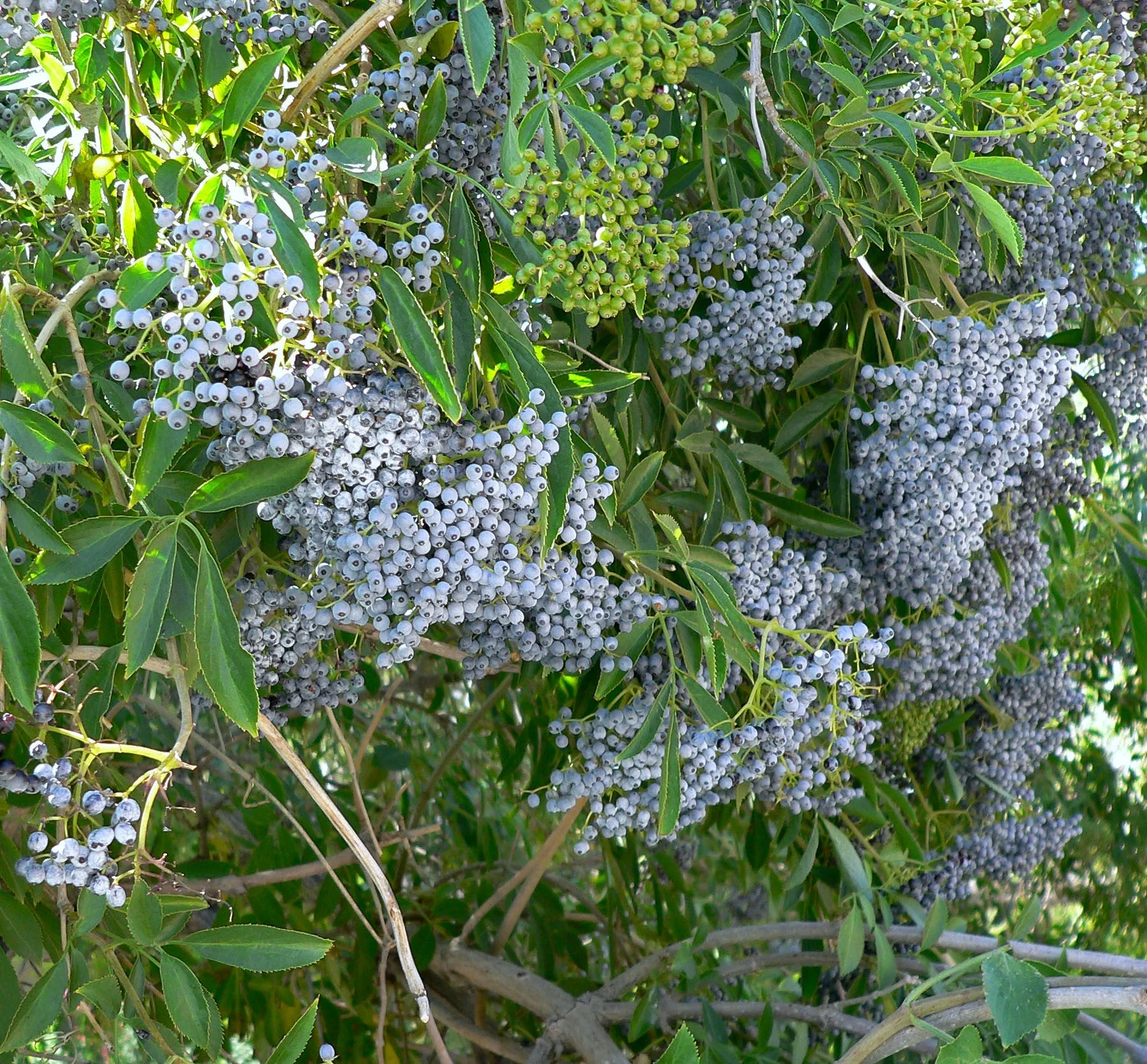 50 BLUE ELDERBERRY Sambucus Cerulea Arizona Blue Elder Tree Shrub Fruit Berry Seeds - Image 8