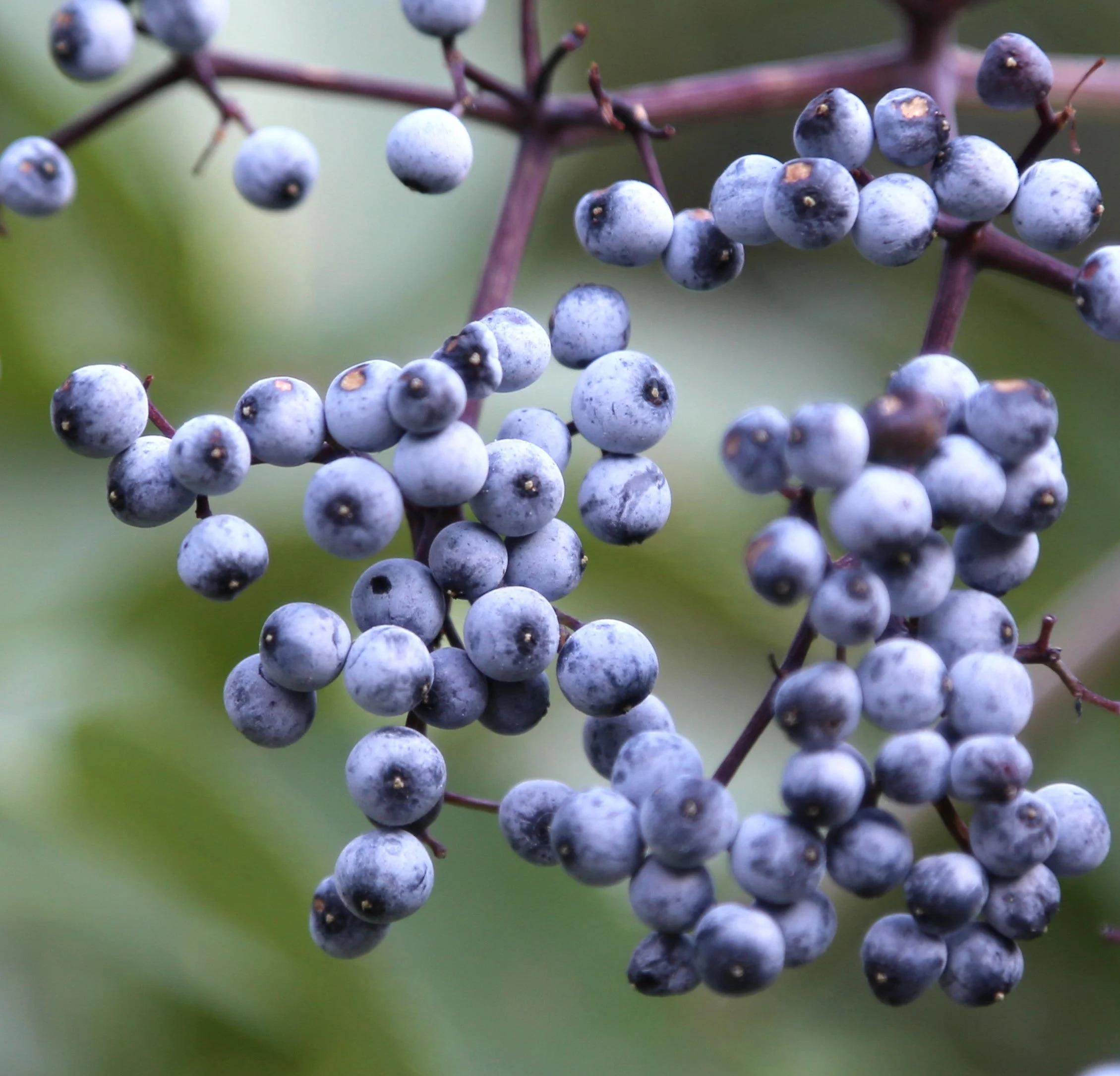 50 BLUE ELDERBERRY Sambucus Cerulea Arizona Blue Elder Tree Shrub Fruit Berry Seeds - Image 9