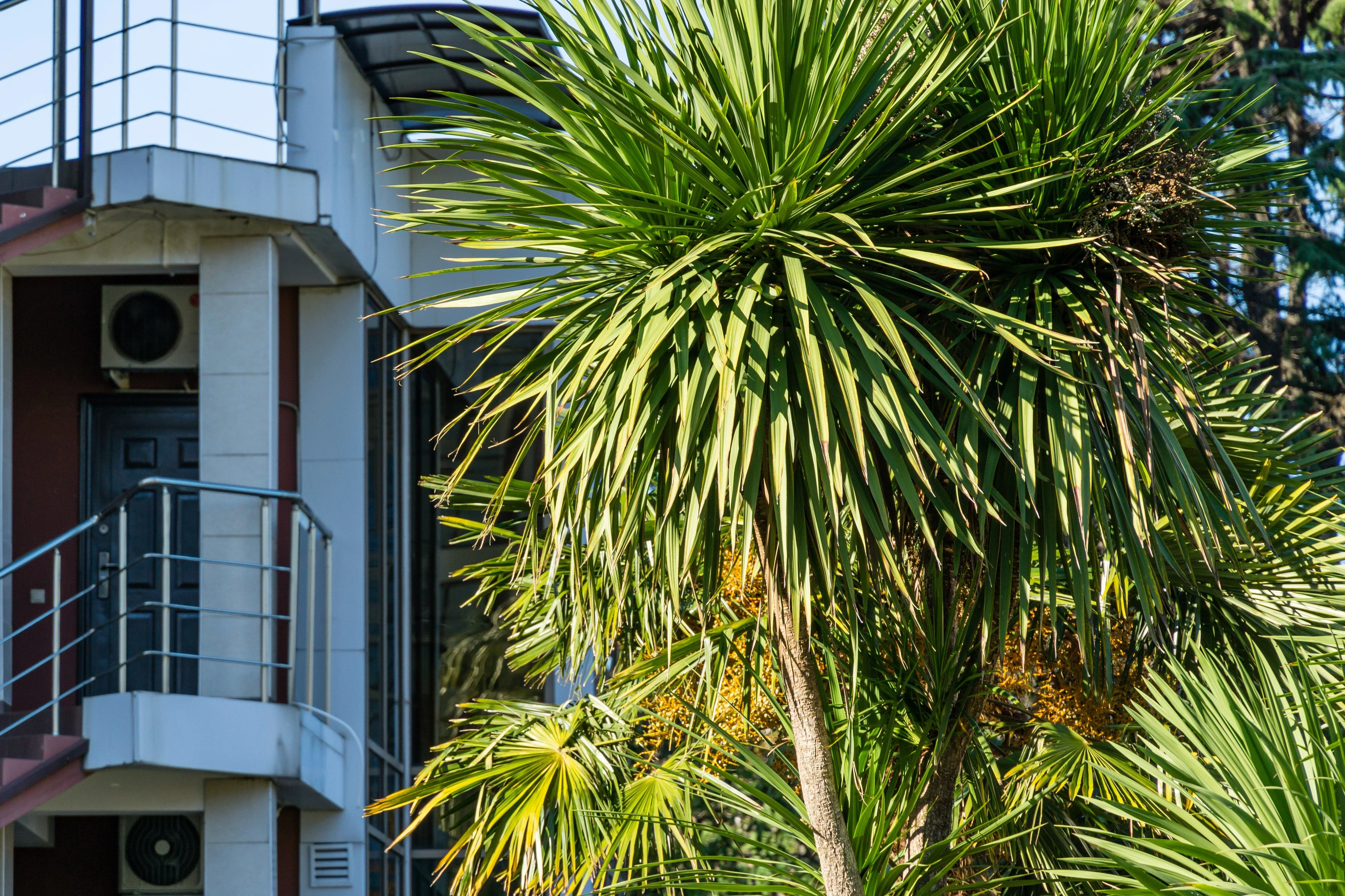 50 CABBAGE PALM / GIANT DRACAENA Australis Cordyline Tree Houseplant Seeds - Image 10
