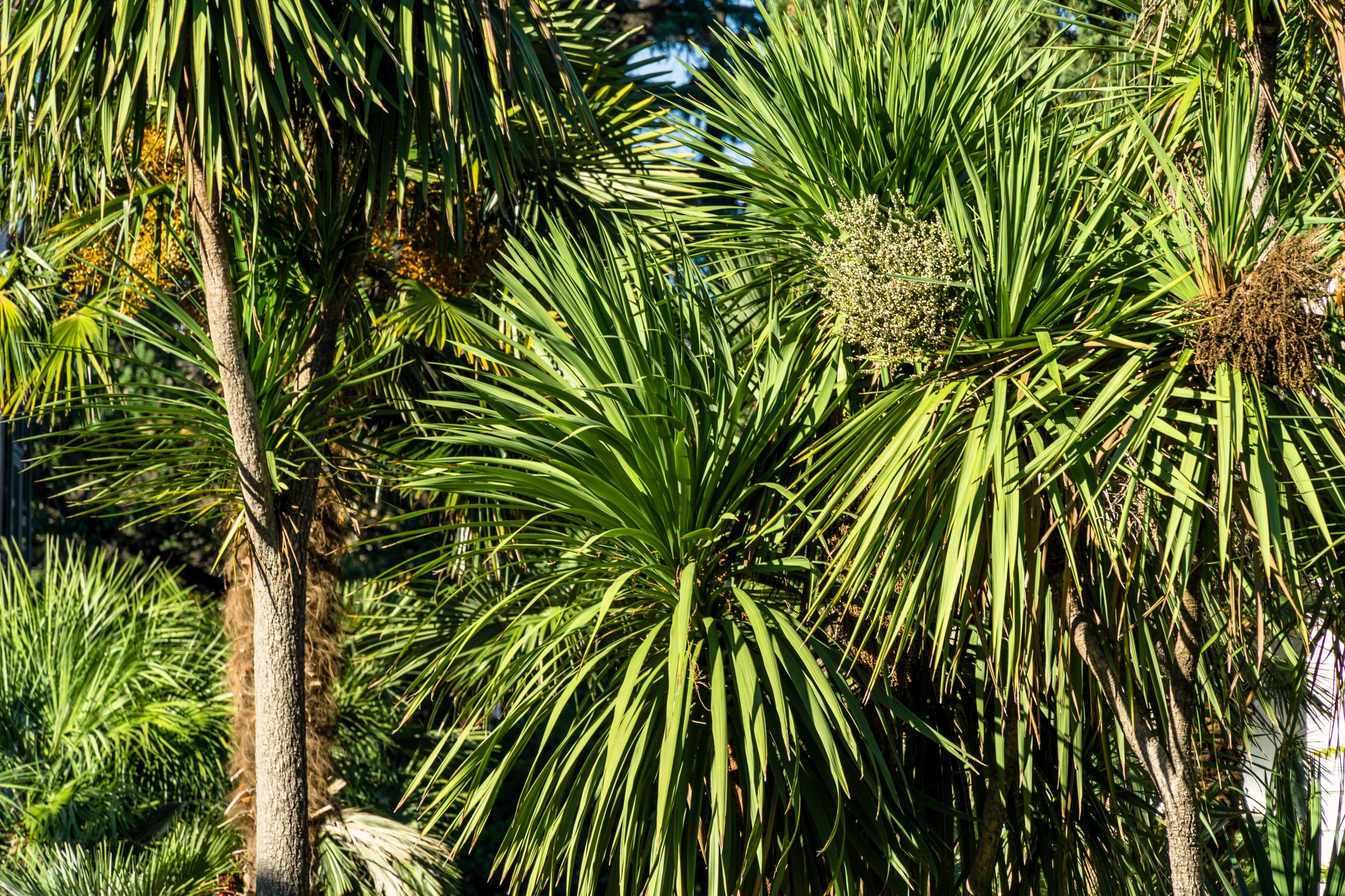 50 CABBAGE PALM / GIANT DRACAENA Australis Cordyline Tree Houseplant Seeds - Image 11