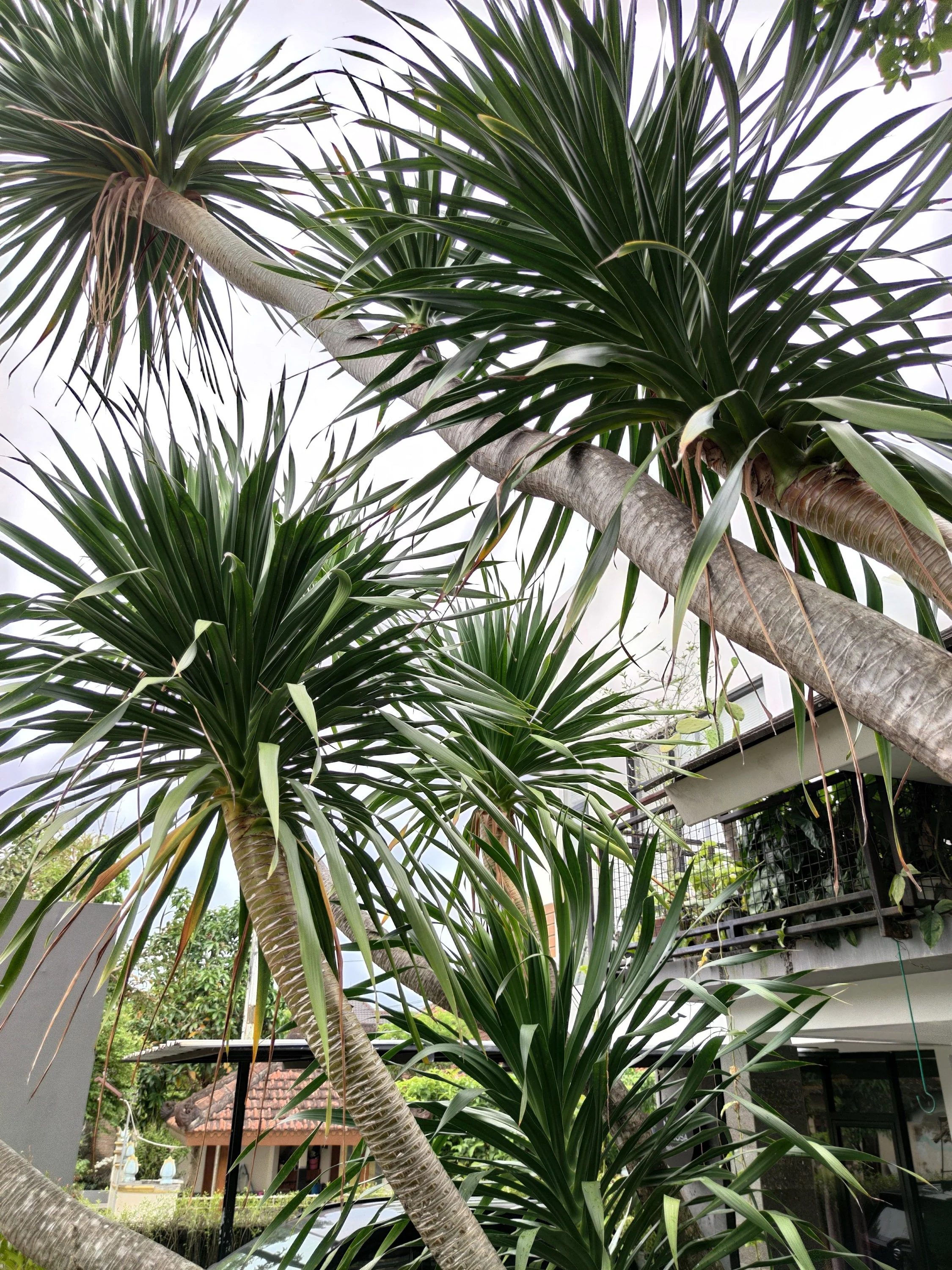 50 CABBAGE PALM / GIANT DRACAENA Australis Cordyline Tree Houseplant Seeds - Image 12