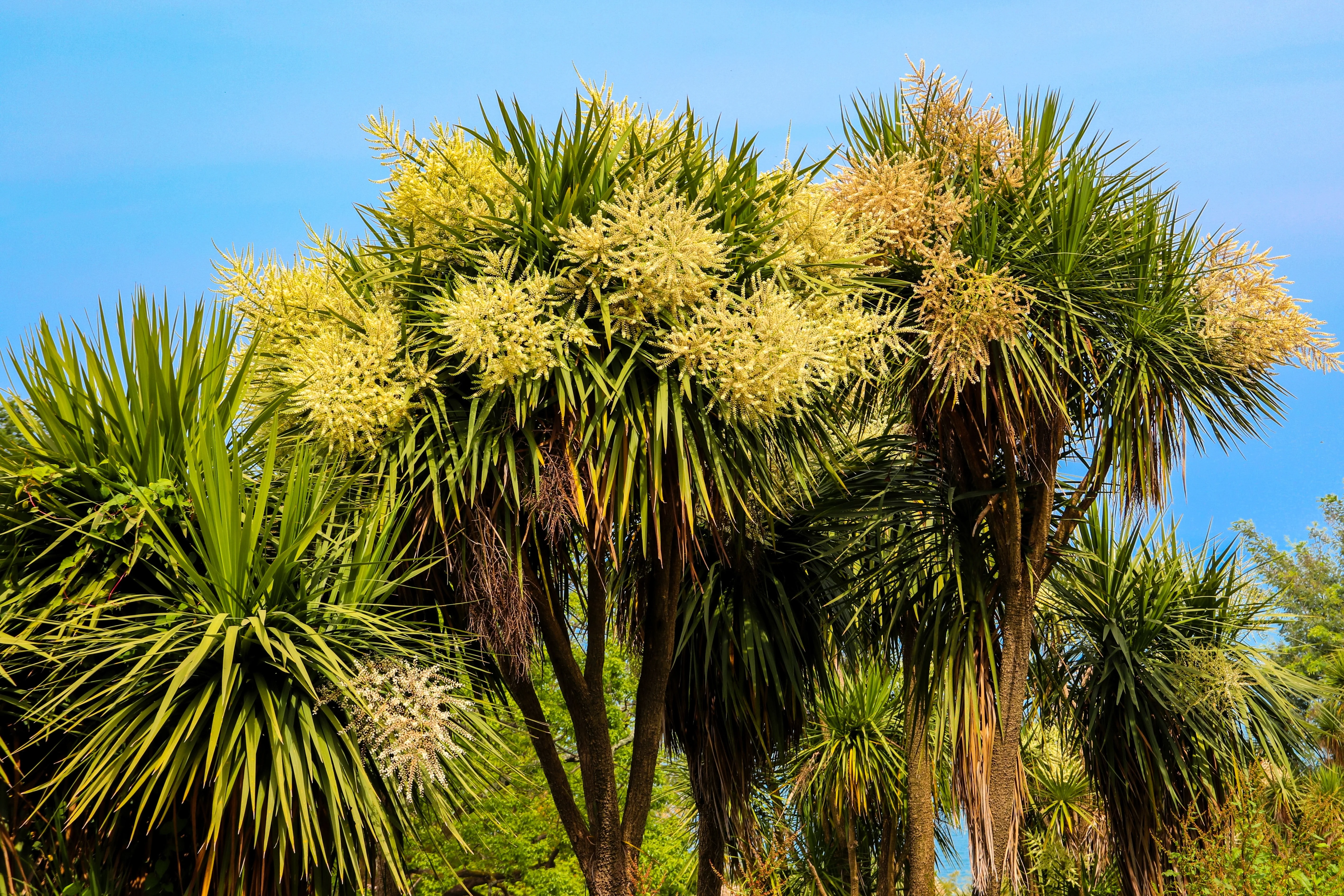 50 CABBAGE PALM / GIANT DRACAENA Australis Cordyline Tree Houseplant Seeds - Image 2