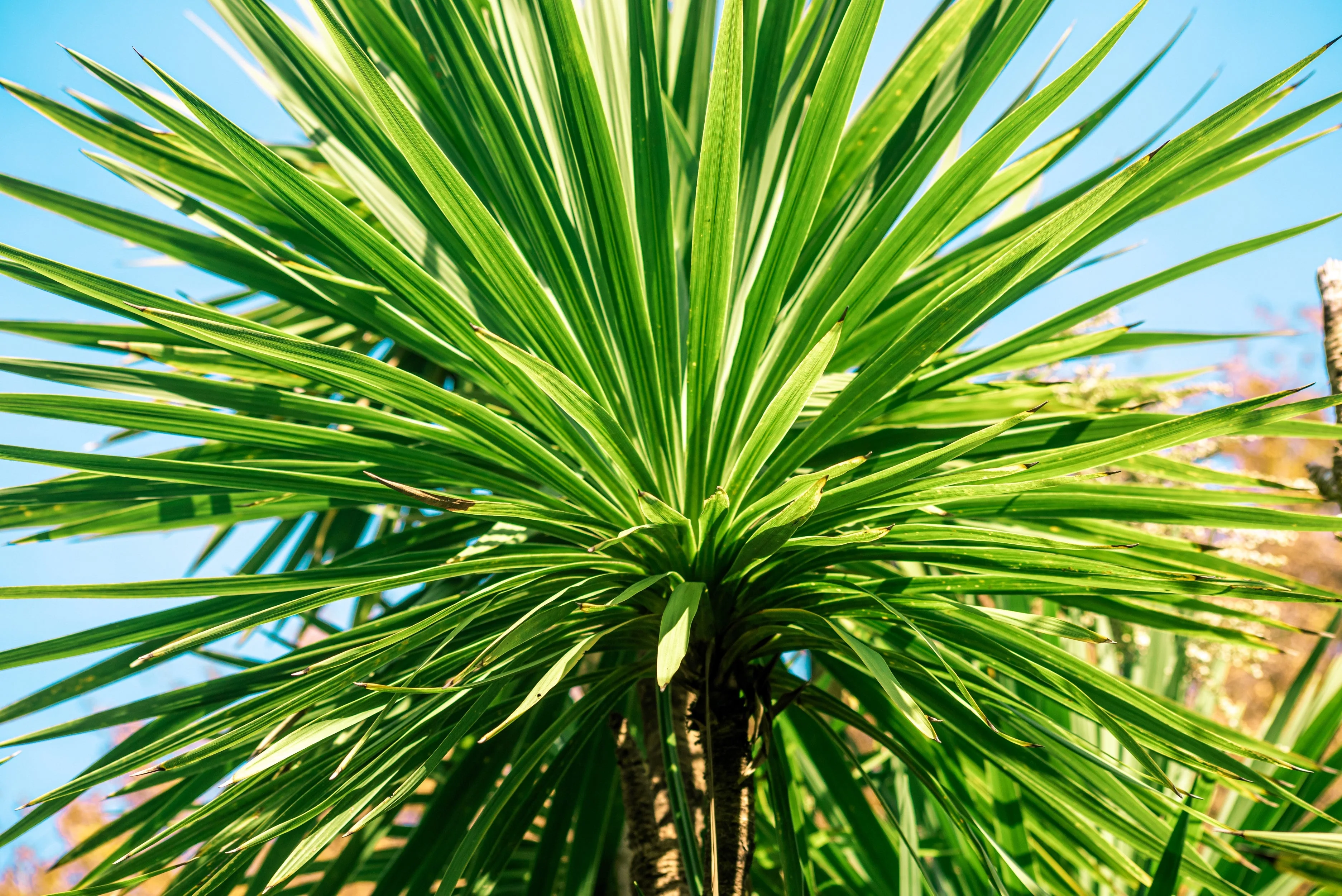 50 CABBAGE PALM / GIANT DRACAENA Australis Cordyline Tree Houseplant Seeds - Image 3