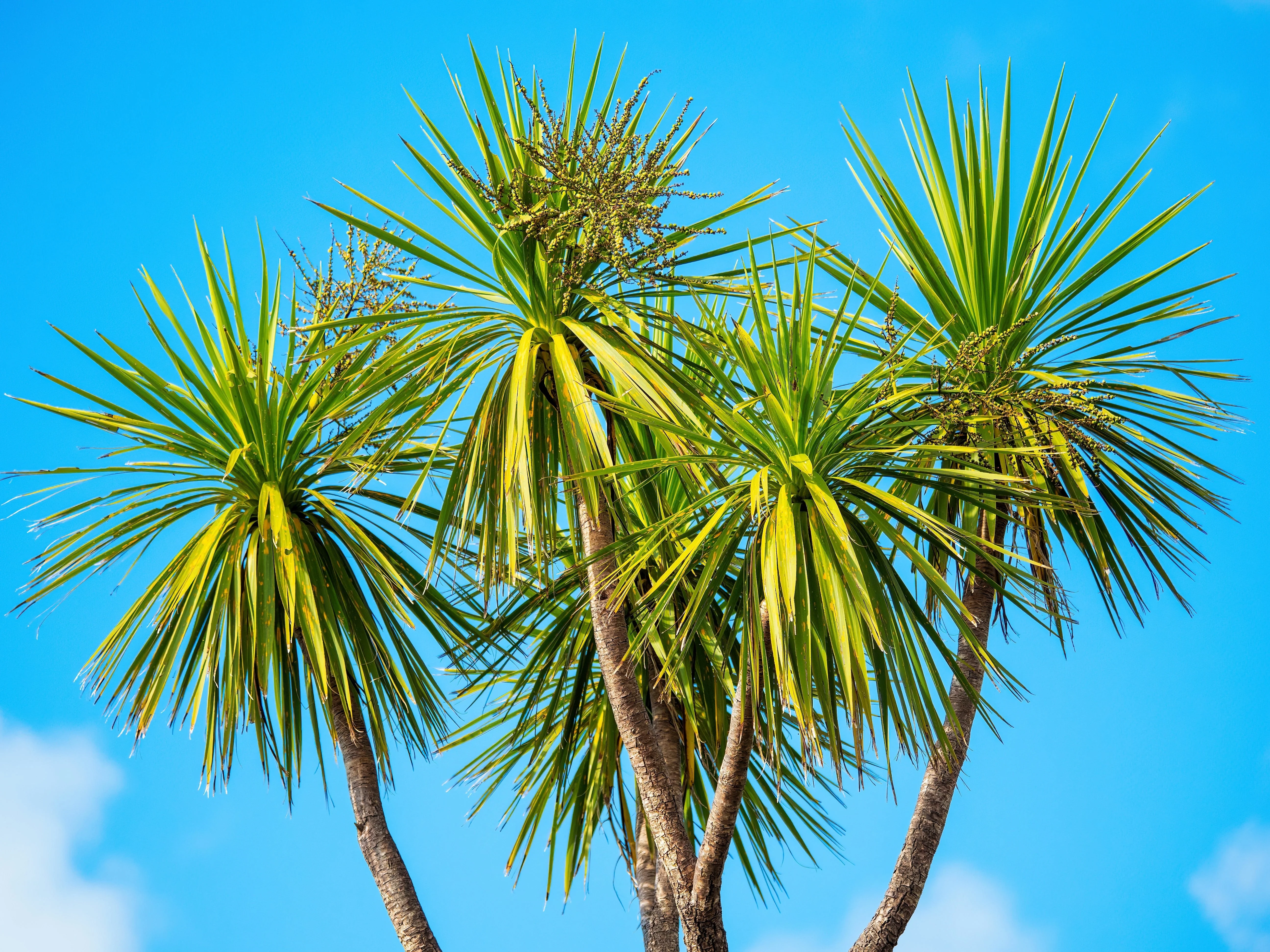 50 CABBAGE PALM / GIANT DRACAENA Australis Cordyline Tree Houseplant Seeds - Image 5