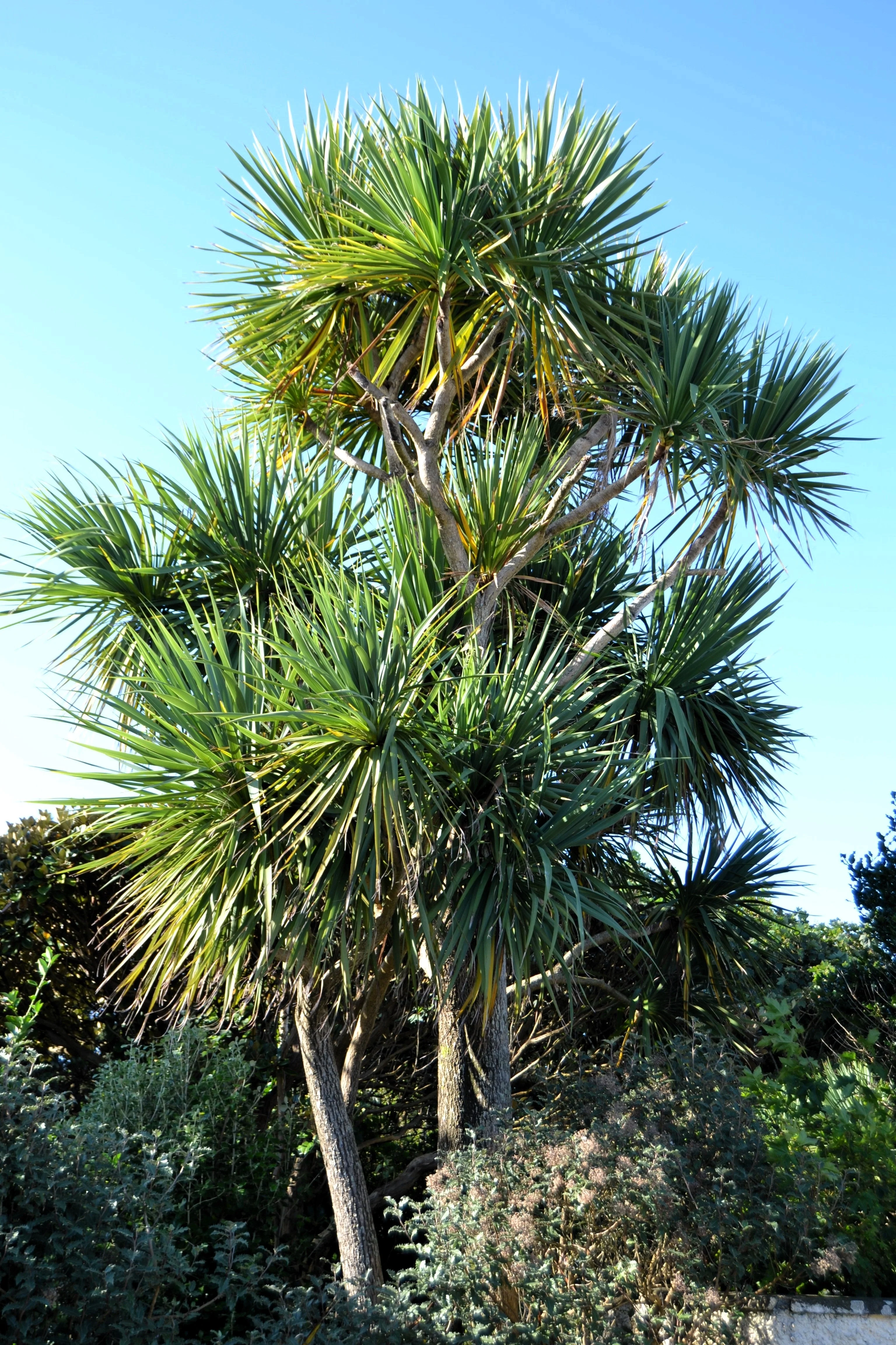 50 CABBAGE PALM / GIANT DRACAENA Australis Cordyline Tree Houseplant Seeds - Image 8
