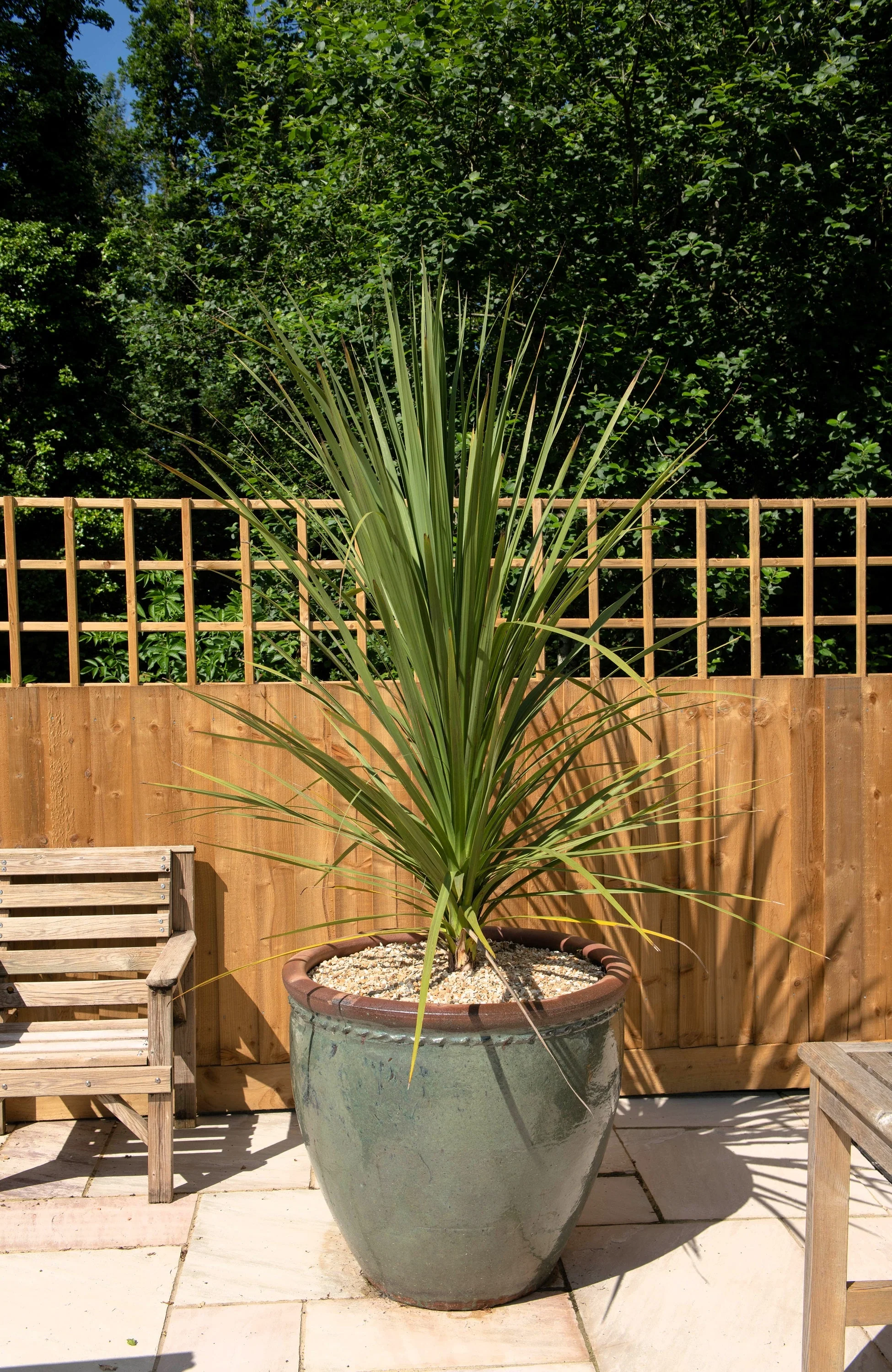 50 CABBAGE PALM / GIANT DRACAENA Australis Cordyline Tree Houseplant Seeds - Image 9