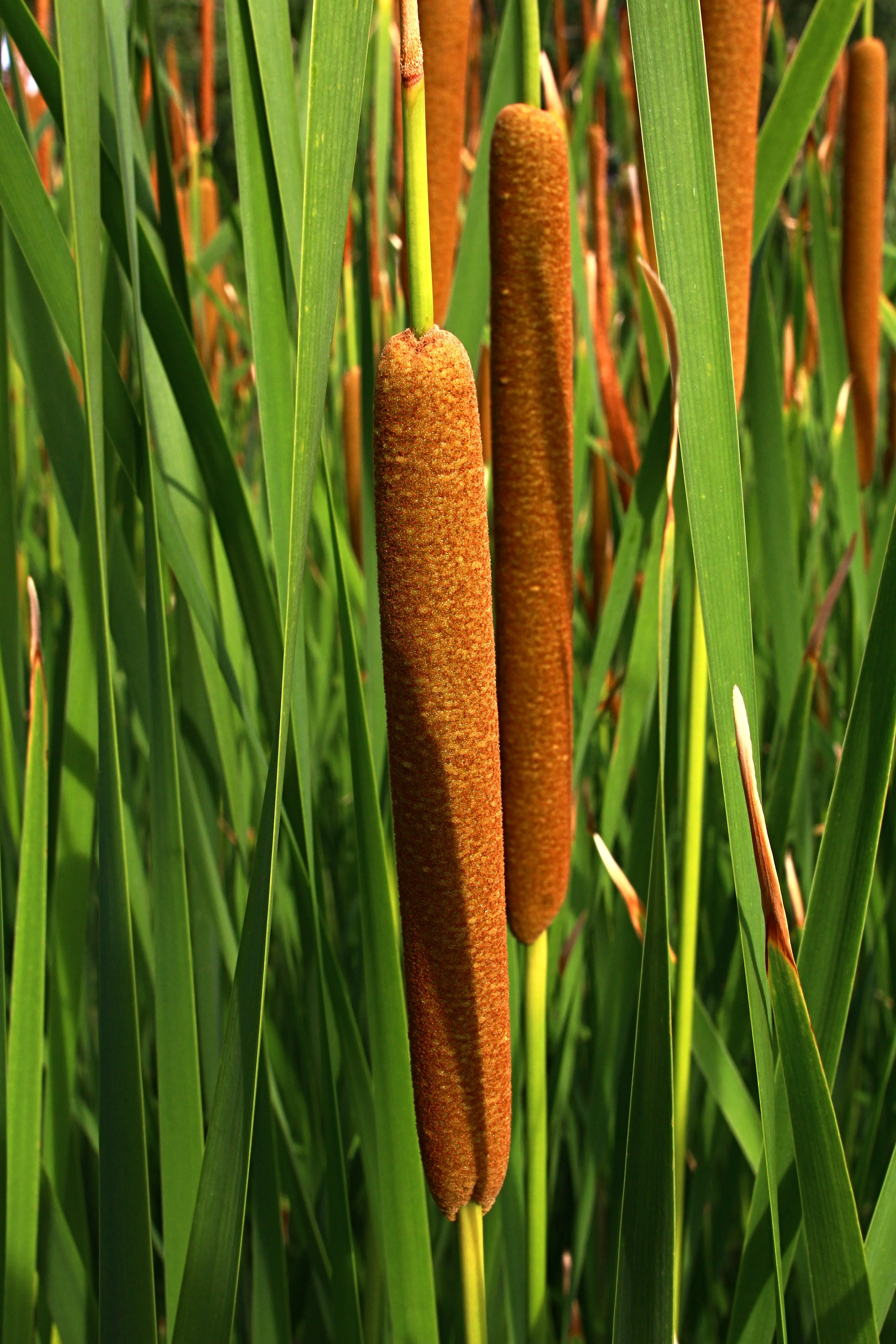 50 CATTAILS Cat Tails Typha Latifolia Water Pond Grass Flower Seeds - Image 10