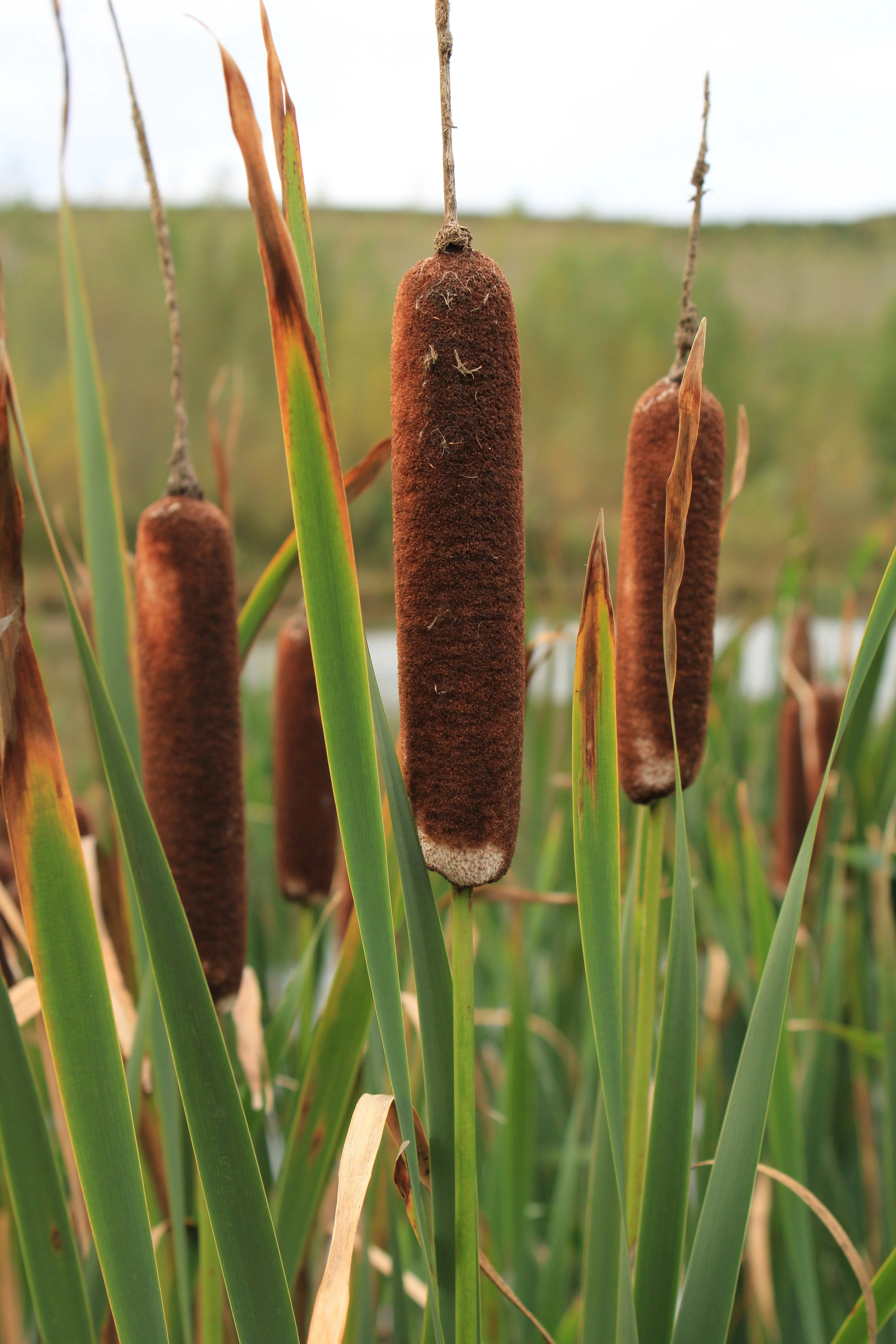50 CATTAILS Cat Tails Typha Latifolia Water Pond Grass Flower Seeds - Image 11