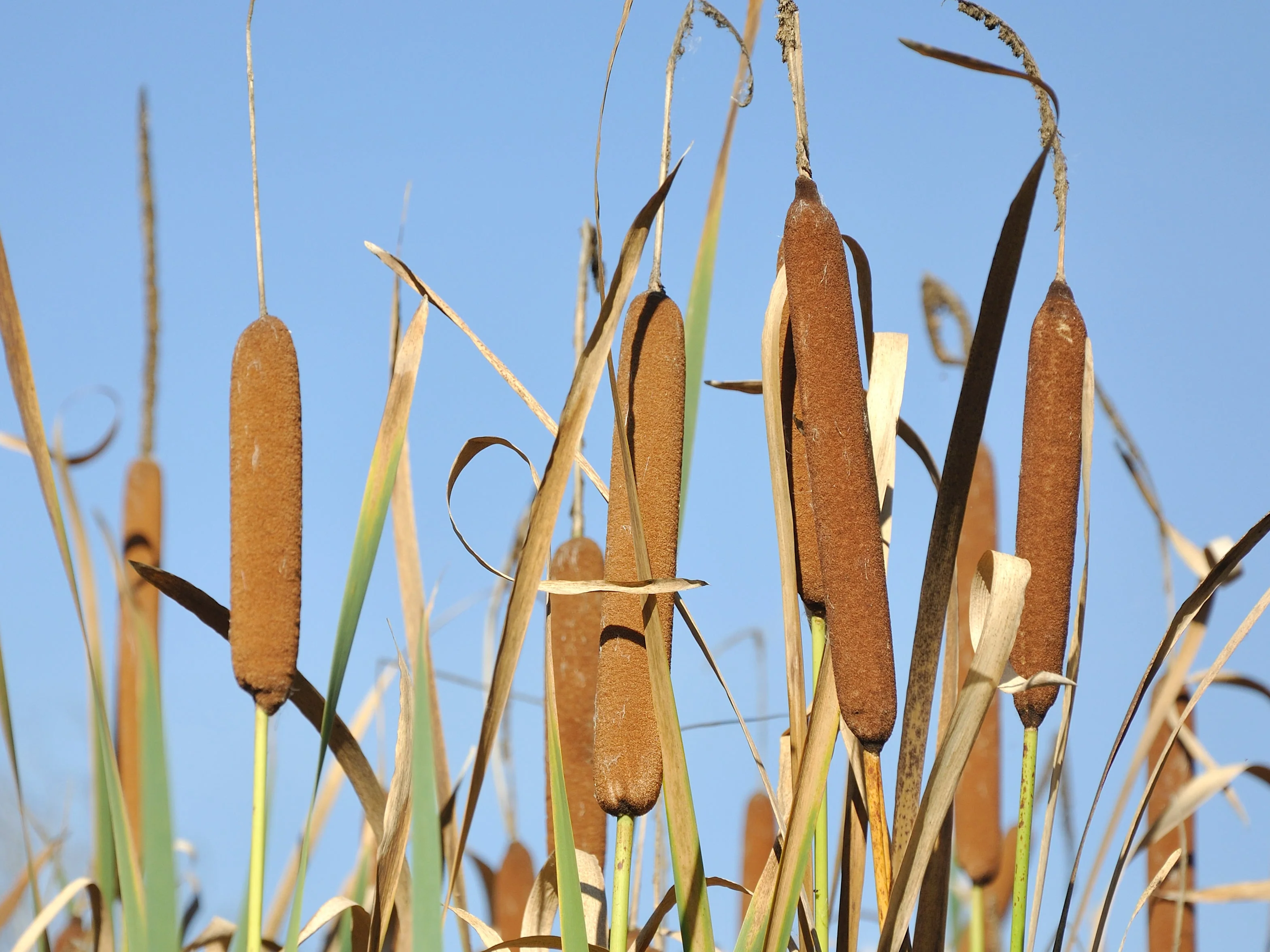 50 CATTAILS Cat Tails Typha Latifolia Water Pond Grass Flower Seeds - Image 2