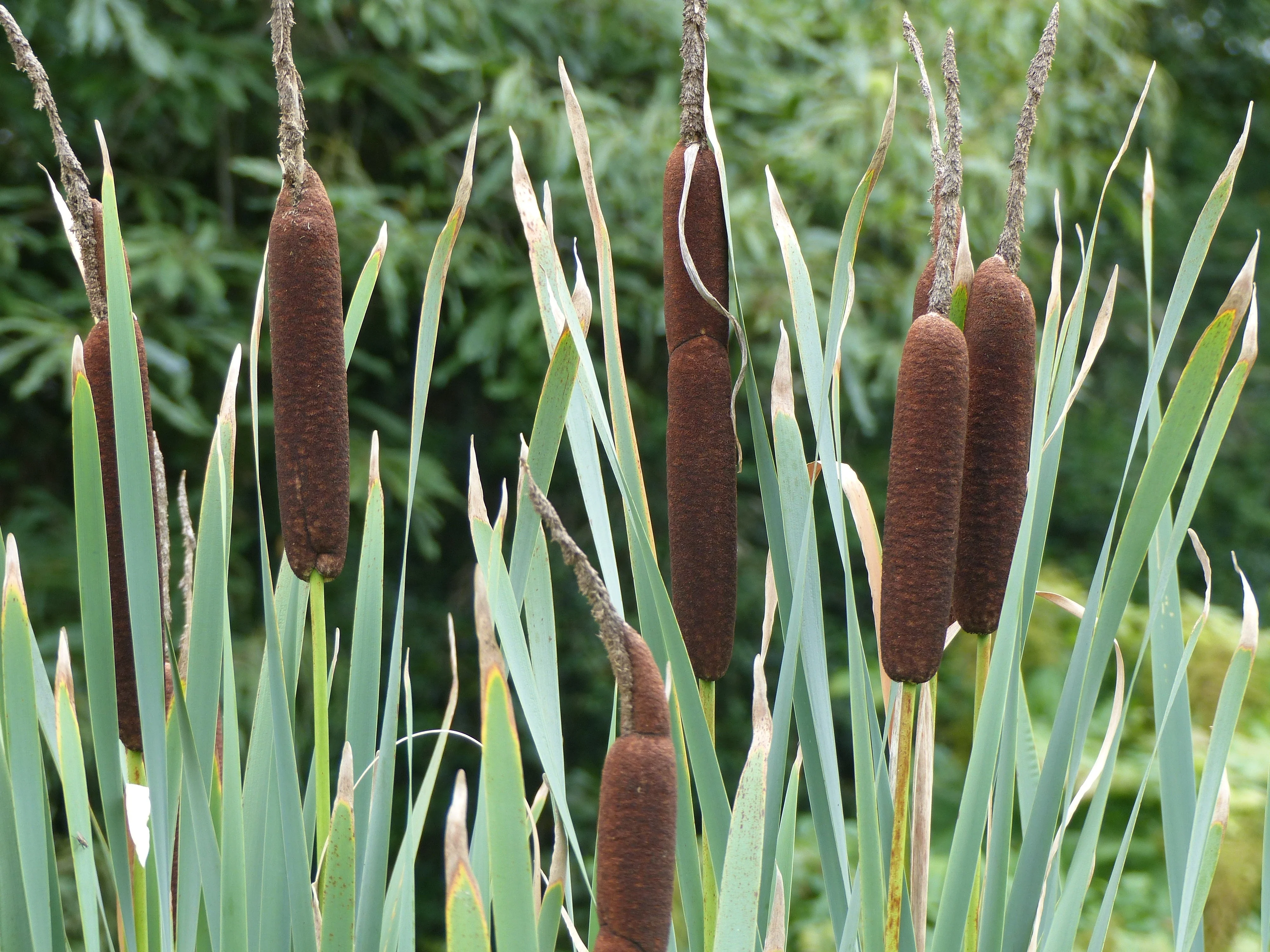 50 CATTAILS Cat Tails Typha Latifolia Water Pond Grass Flower Seeds - Image 3