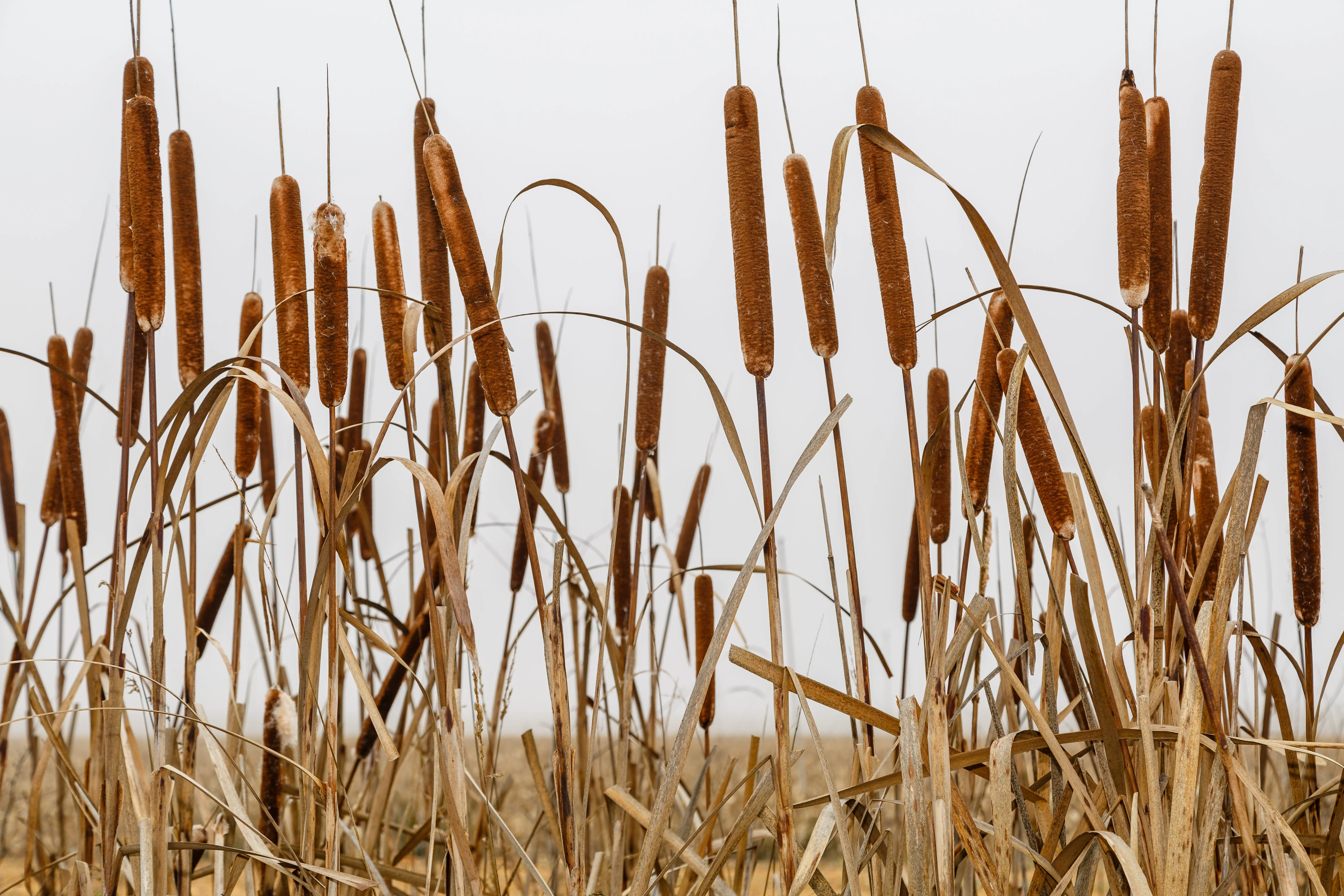 50 CATTAILS Cat Tails Typha Latifolia Water Pond Grass Flower Seeds - Image 4