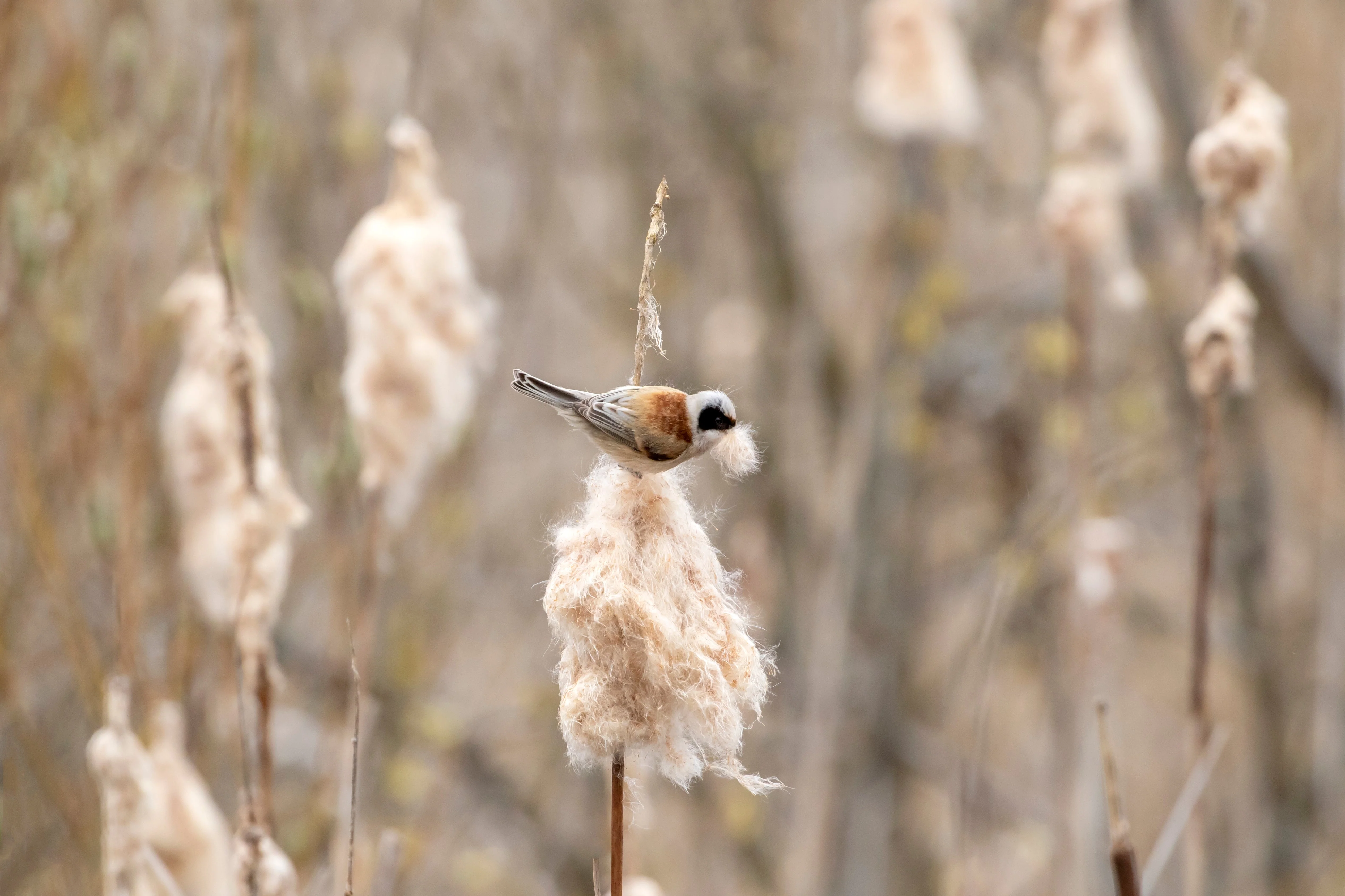 50 CATTAILS Cat Tails Typha Latifolia Water Pond Grass Flower Seeds - Image 5
