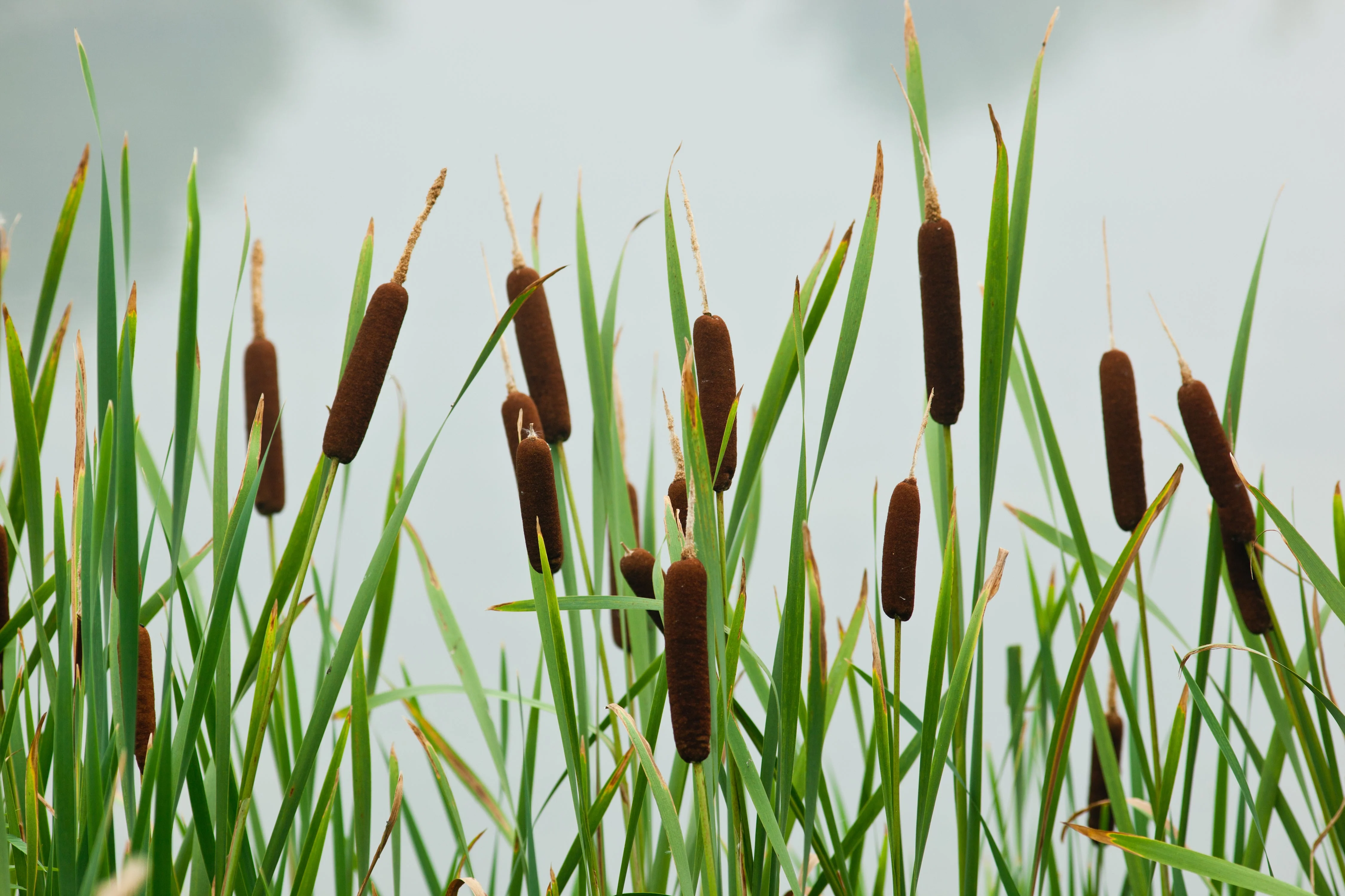 50 CATTAILS Cat Tails Typha Latifolia Water Pond Grass Flower Seeds - Image 6
