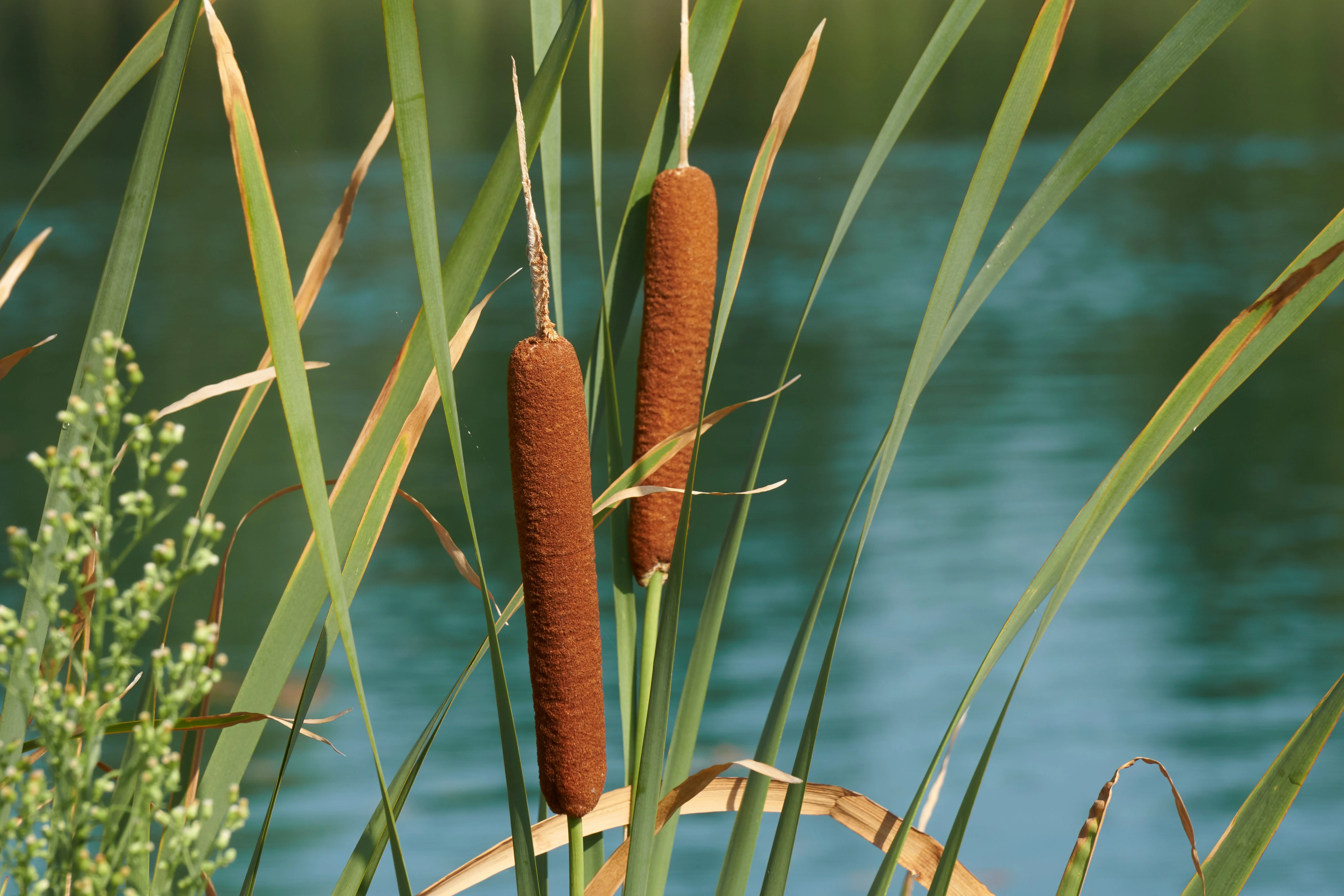 50 CATTAILS Cat Tails Typha Latifolia Water Pond Grass Flower Seeds - Image 7