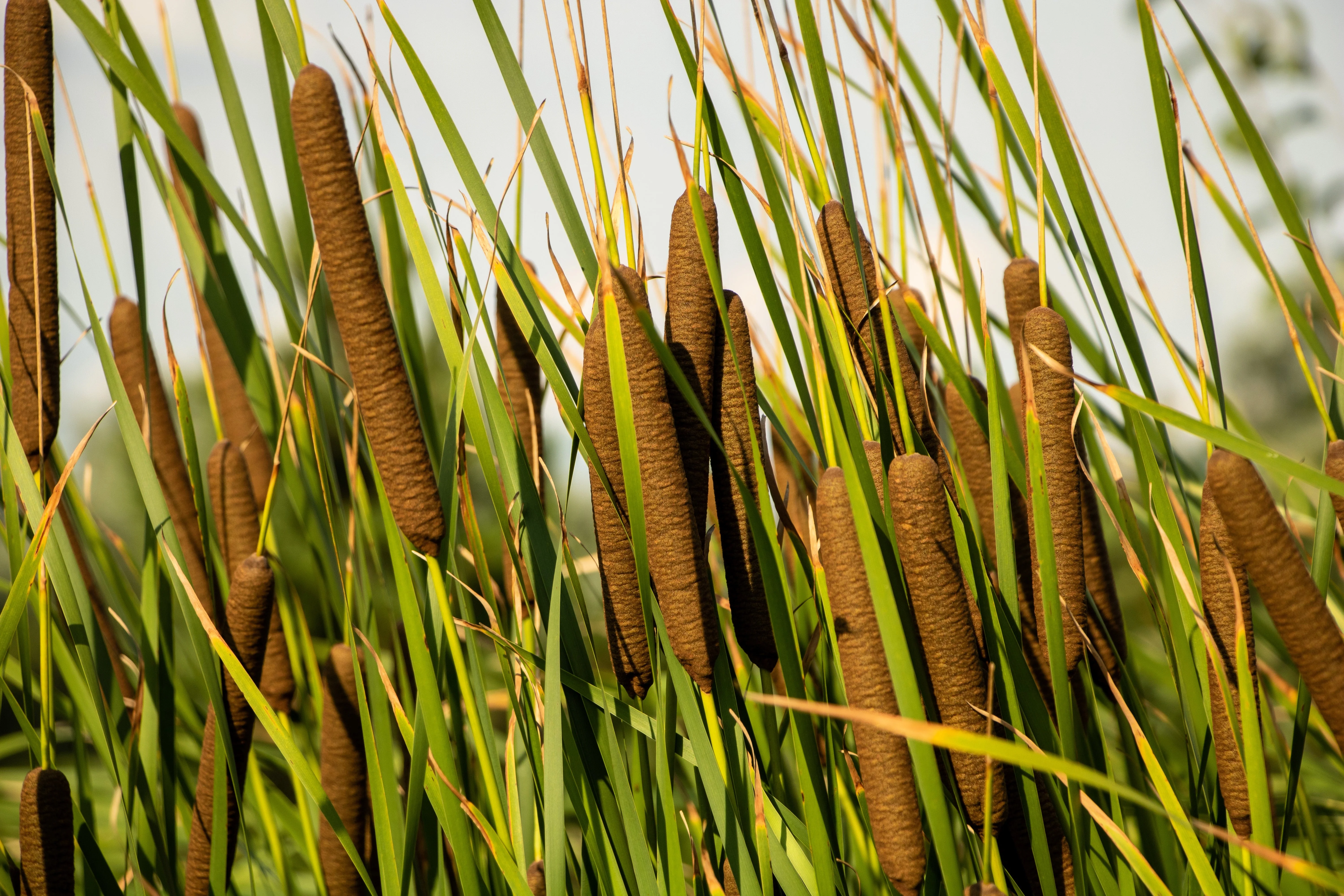 50 CATTAILS Cat Tails Typha Latifolia Water Pond Grass Flower Seeds - Image 9