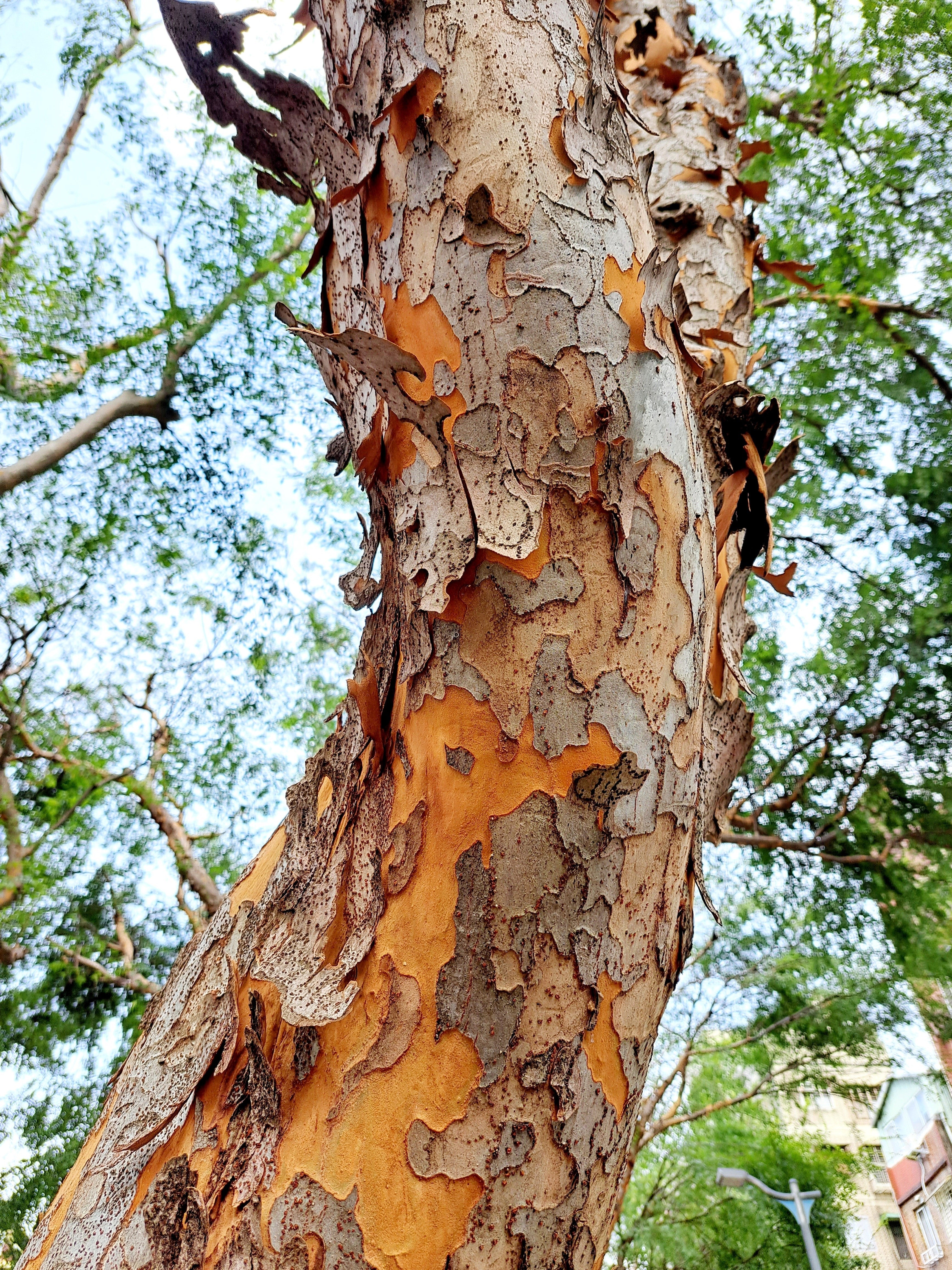 50 CHINESE ELM TREE (Lacebark) Ulmus Parvifolia Seeds - Image 10