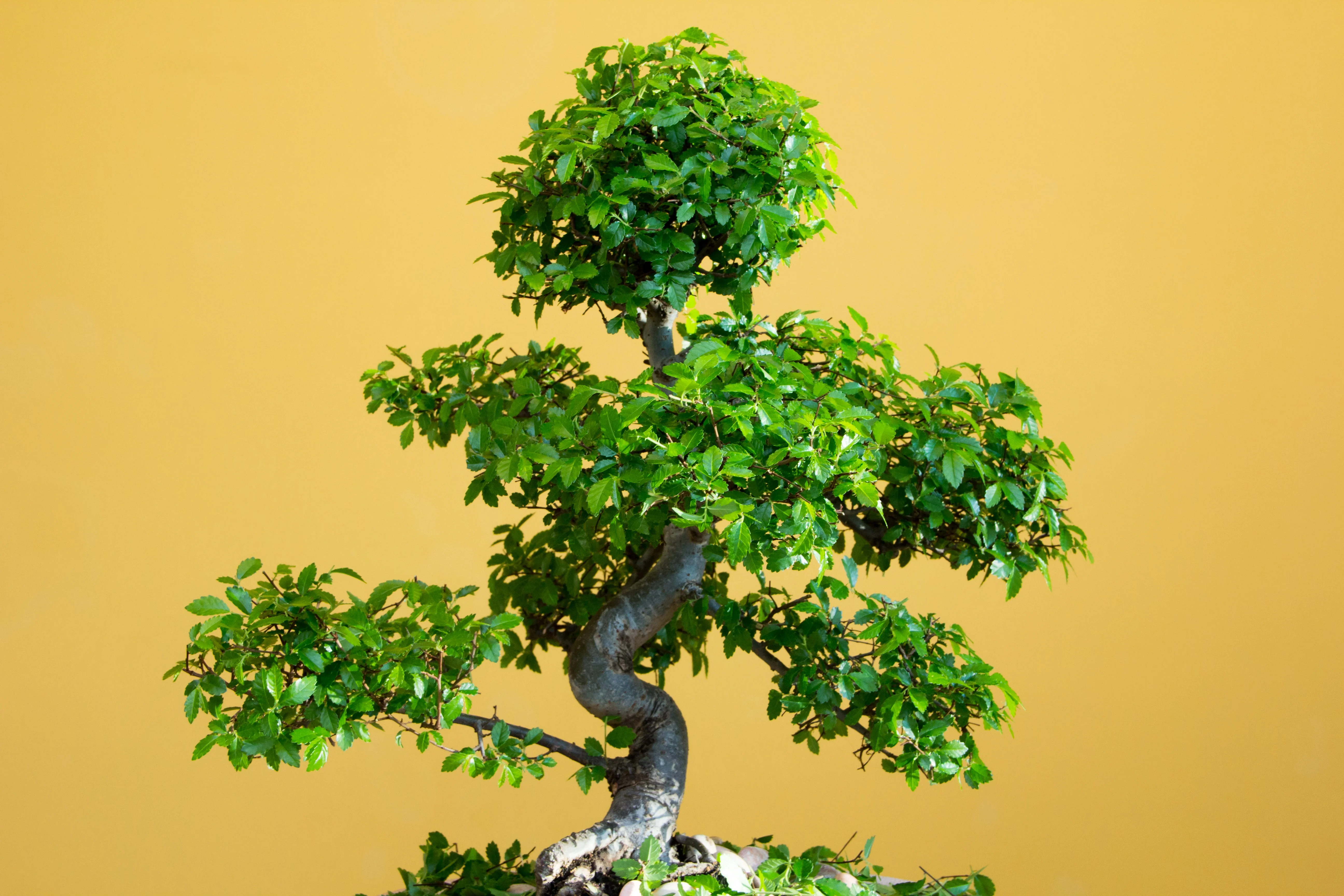 50 CHINESE ELM TREE (Lacebark) Ulmus Parvifolia Seeds - Image 11