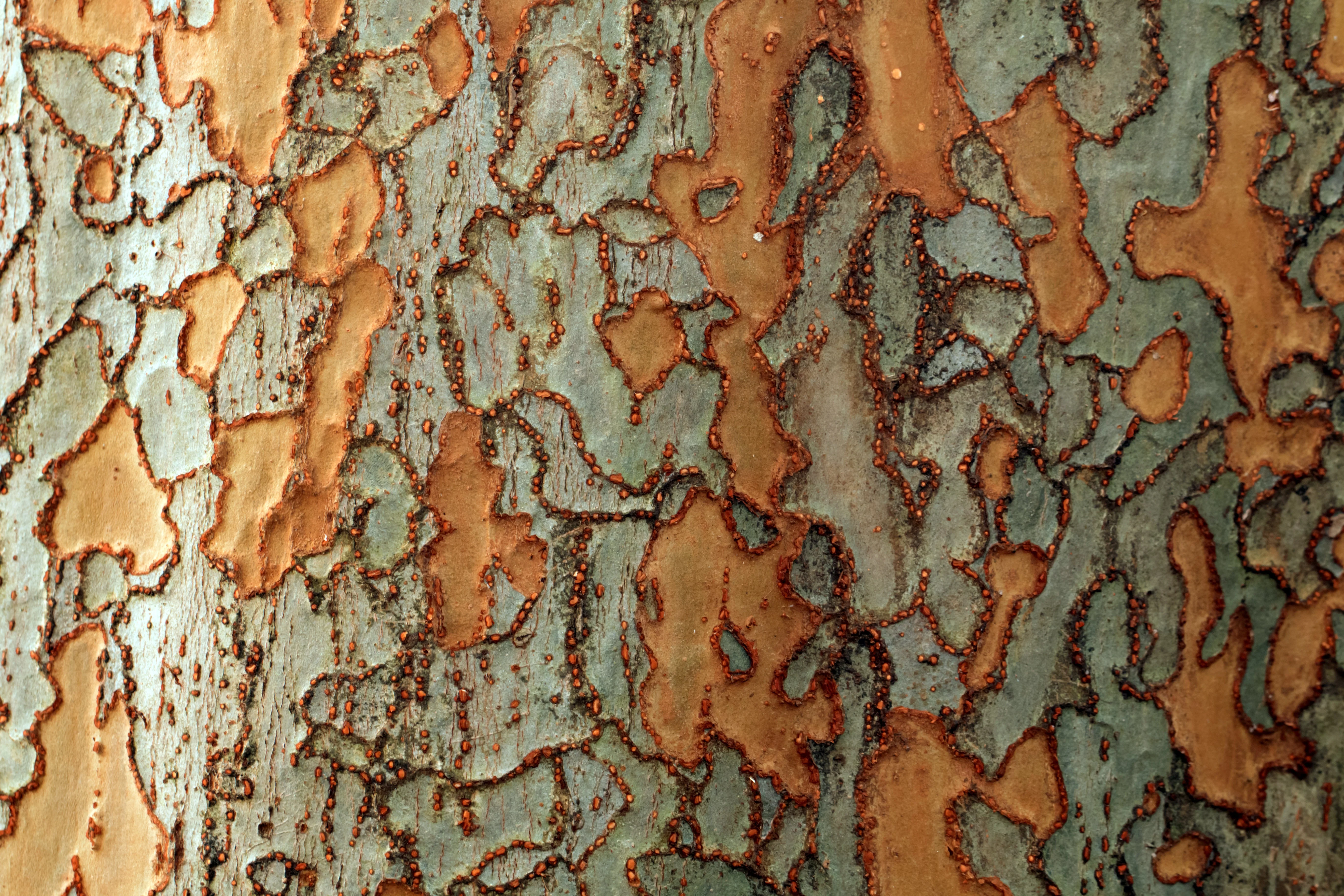 50 CHINESE ELM TREE (Lacebark) Ulmus Parvifolia Seeds - Image 2