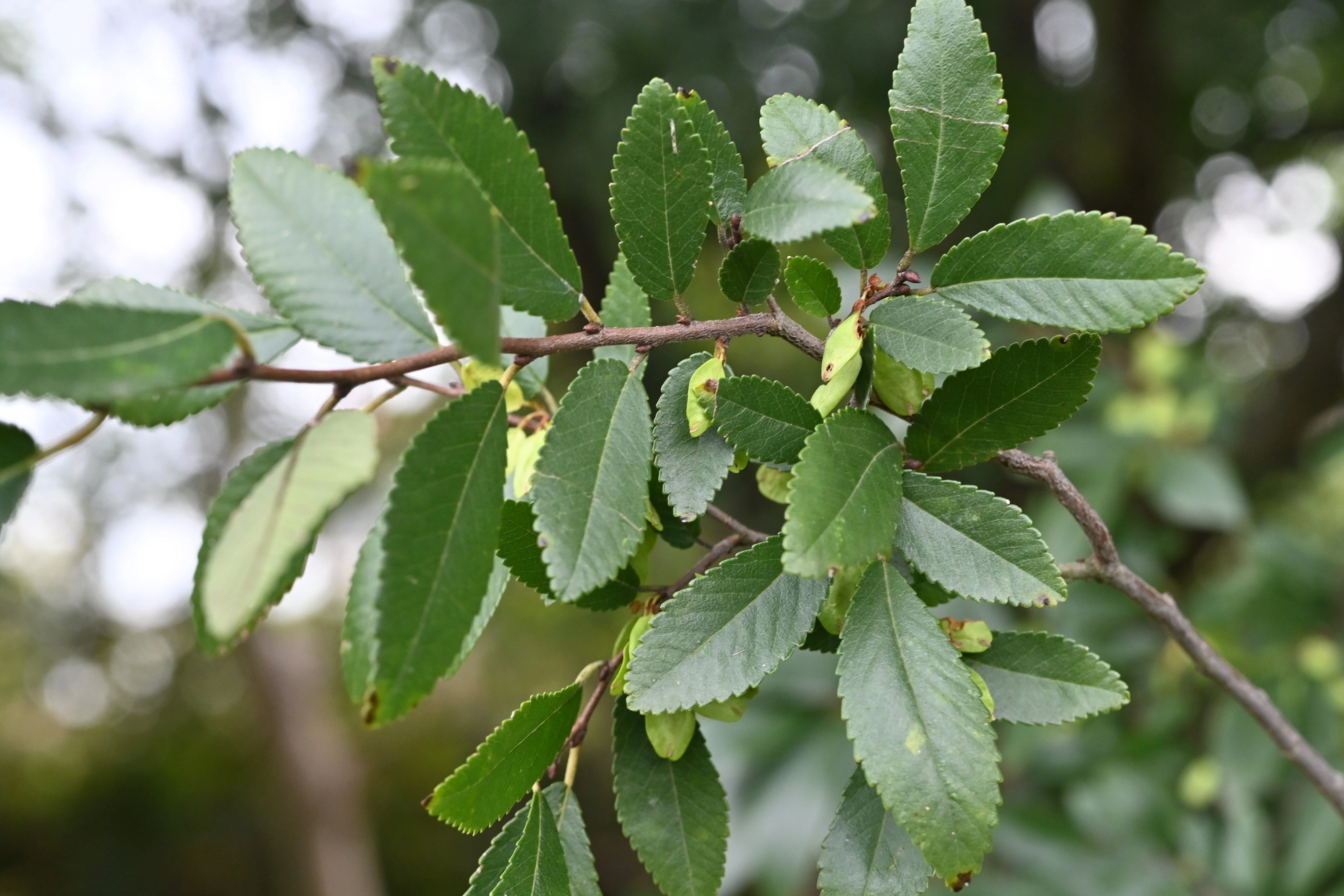 50 CHINESE ELM TREE (Lacebark) Ulmus Parvifolia Seeds - Image 3