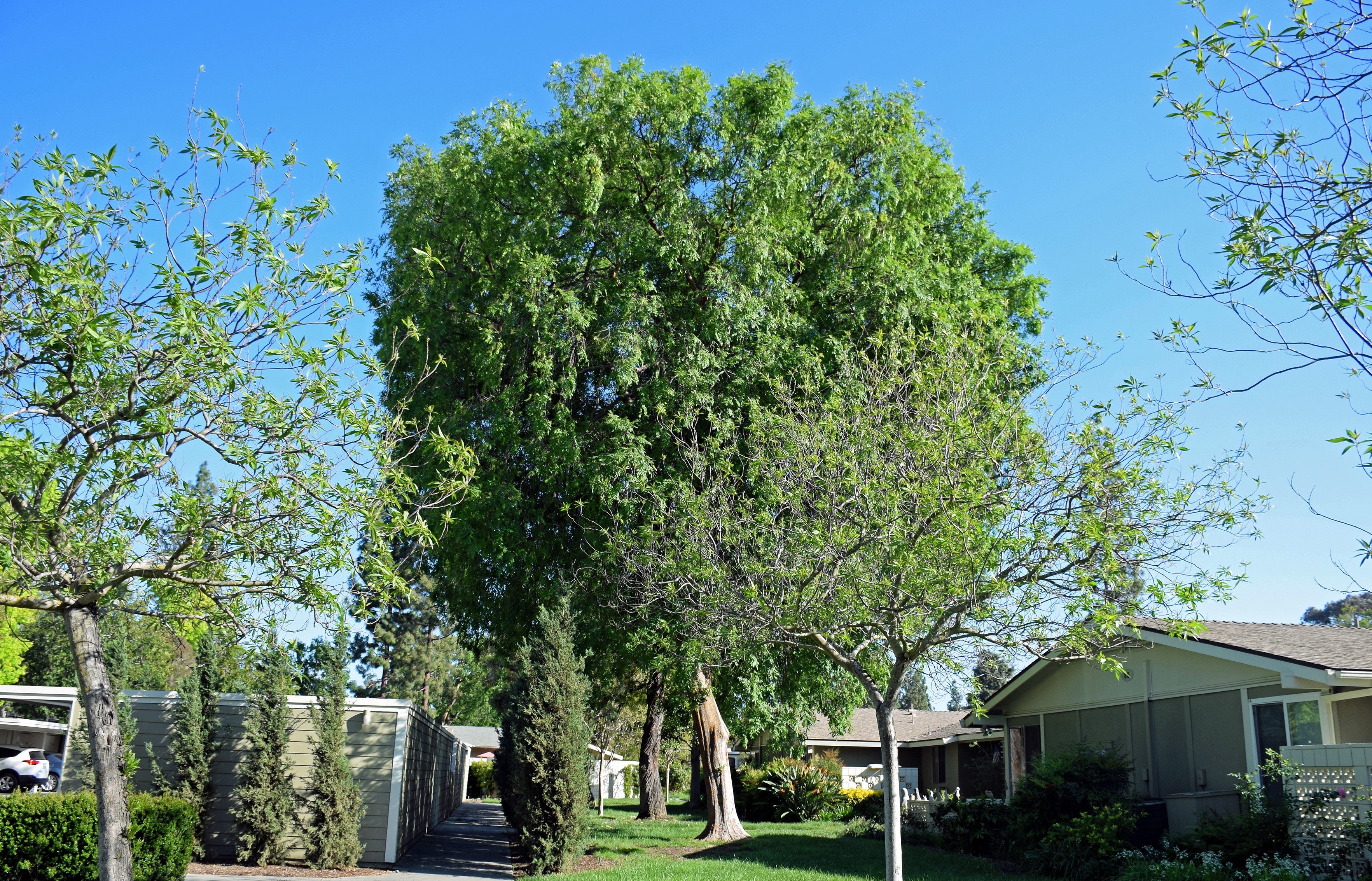 50 CHINESE ELM TREE (Lacebark) Ulmus Parvifolia Seeds - Image 4