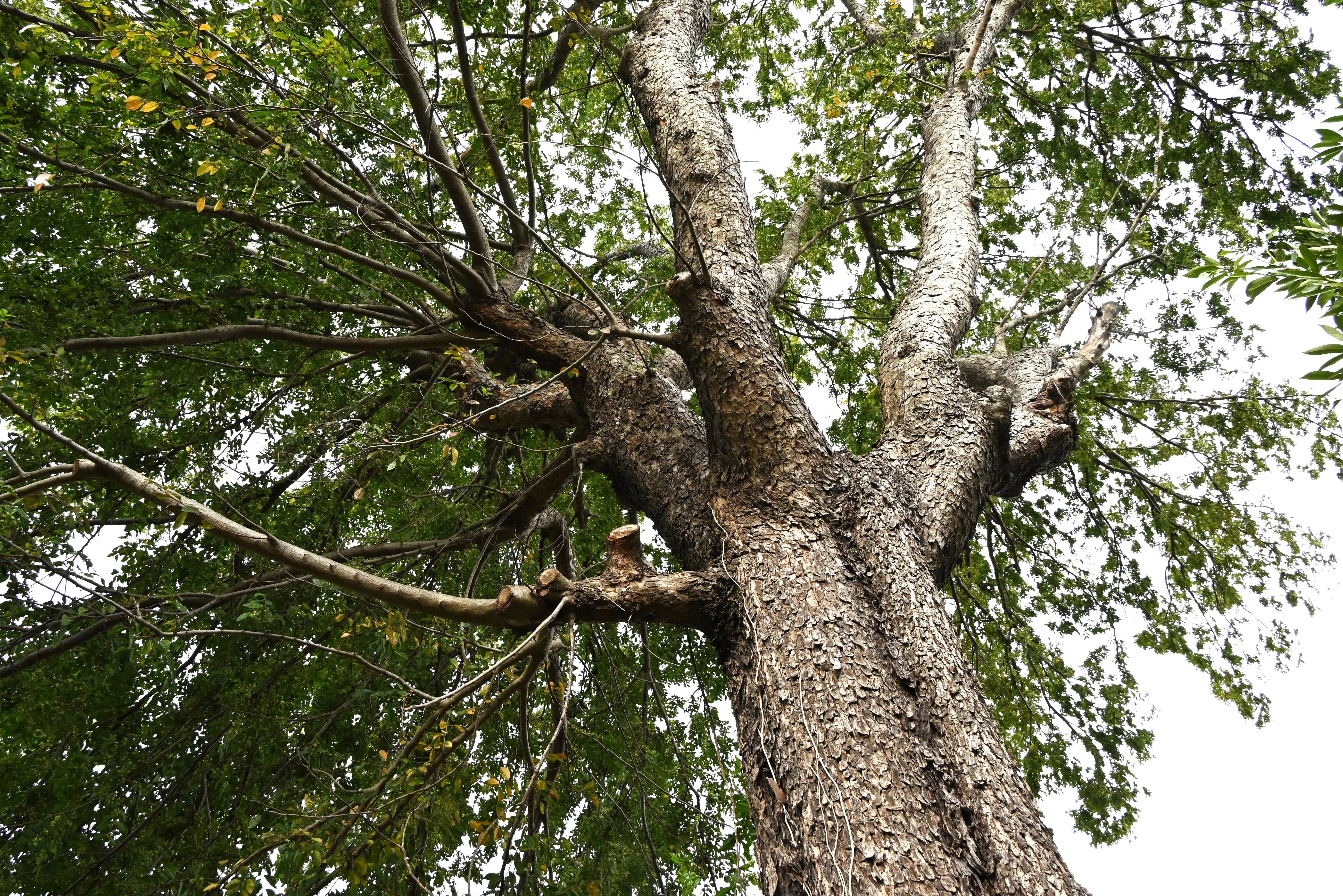 50 CHINESE ELM TREE (Lacebark) Ulmus Parvifolia Seeds - Image 5