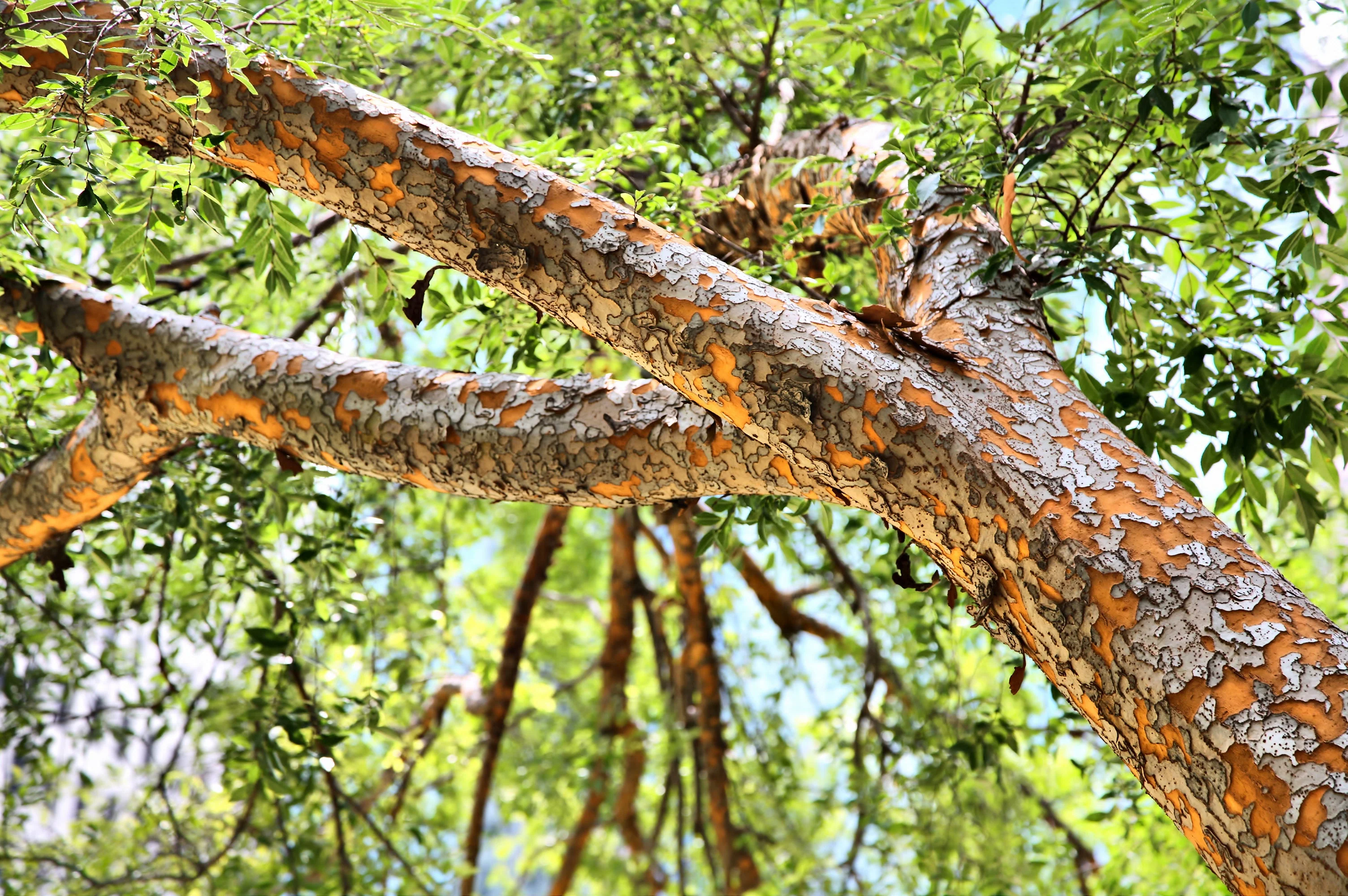50 CHINESE ELM TREE (Lacebark) Ulmus Parvifolia Seeds - Image 6