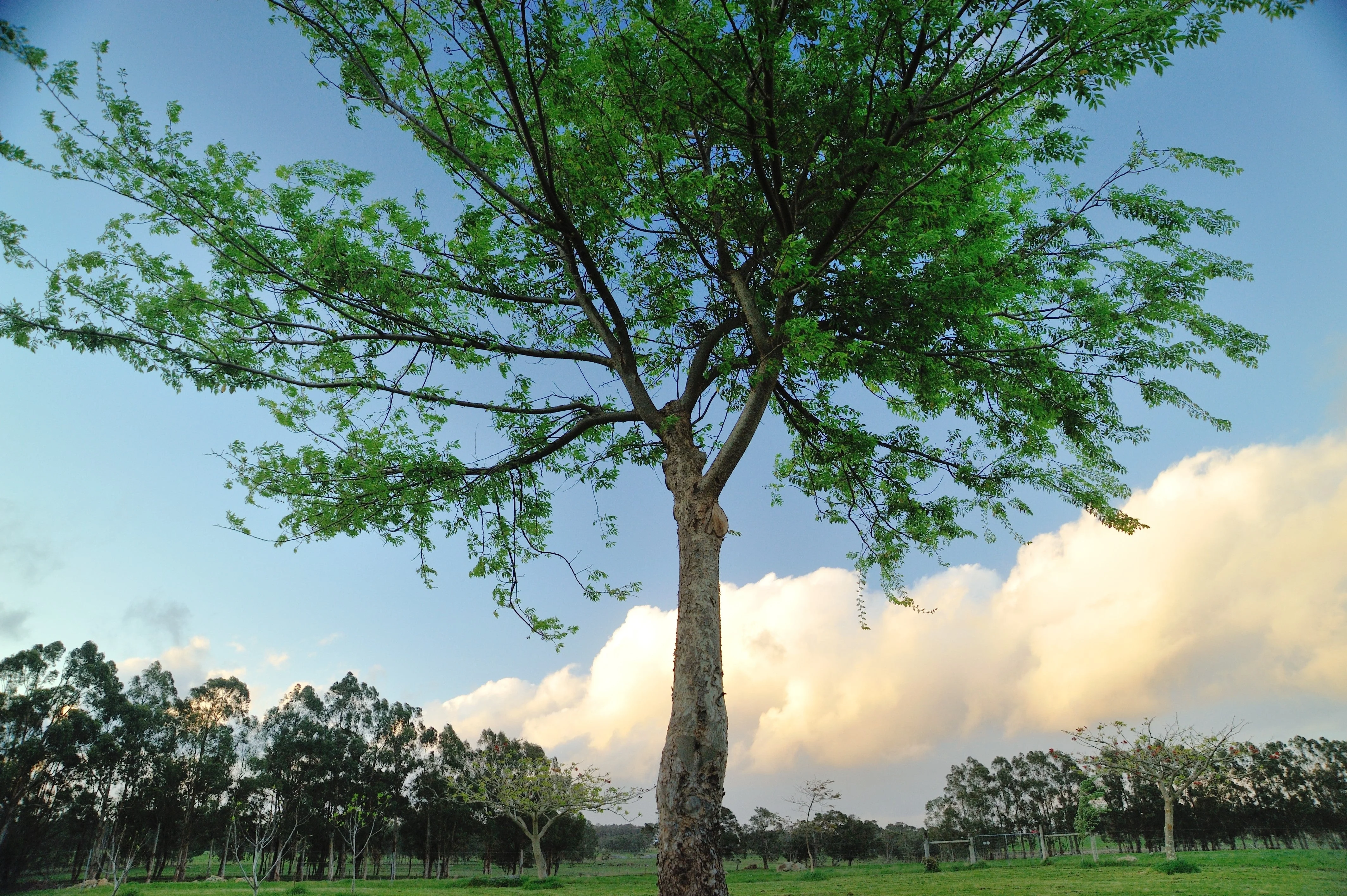 50 CHINESE ELM TREE (Lacebark) Ulmus Parvifolia Seeds - Image 7