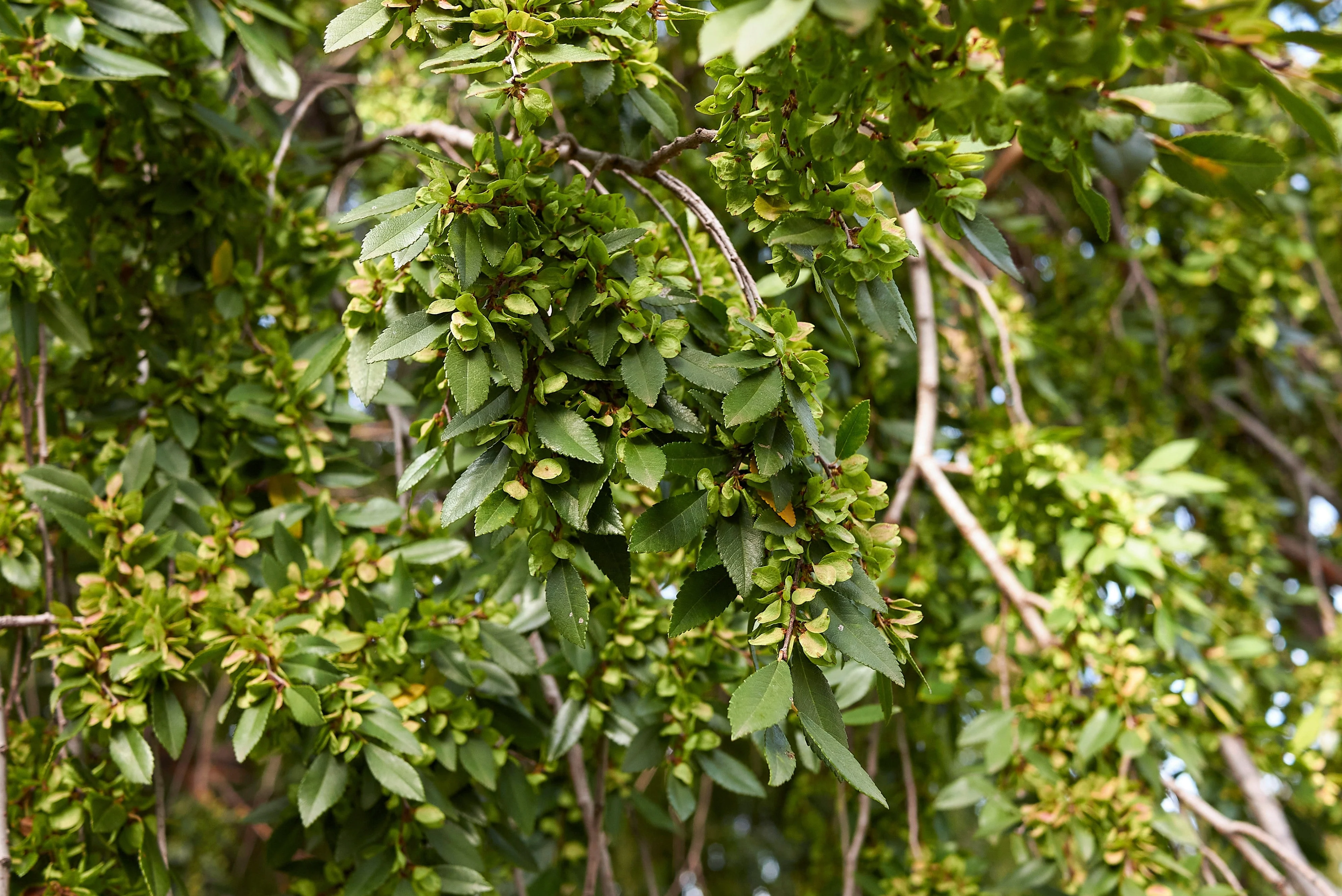 50 CHINESE ELM TREE (Lacebark) Ulmus Parvifolia Seeds - Image 8