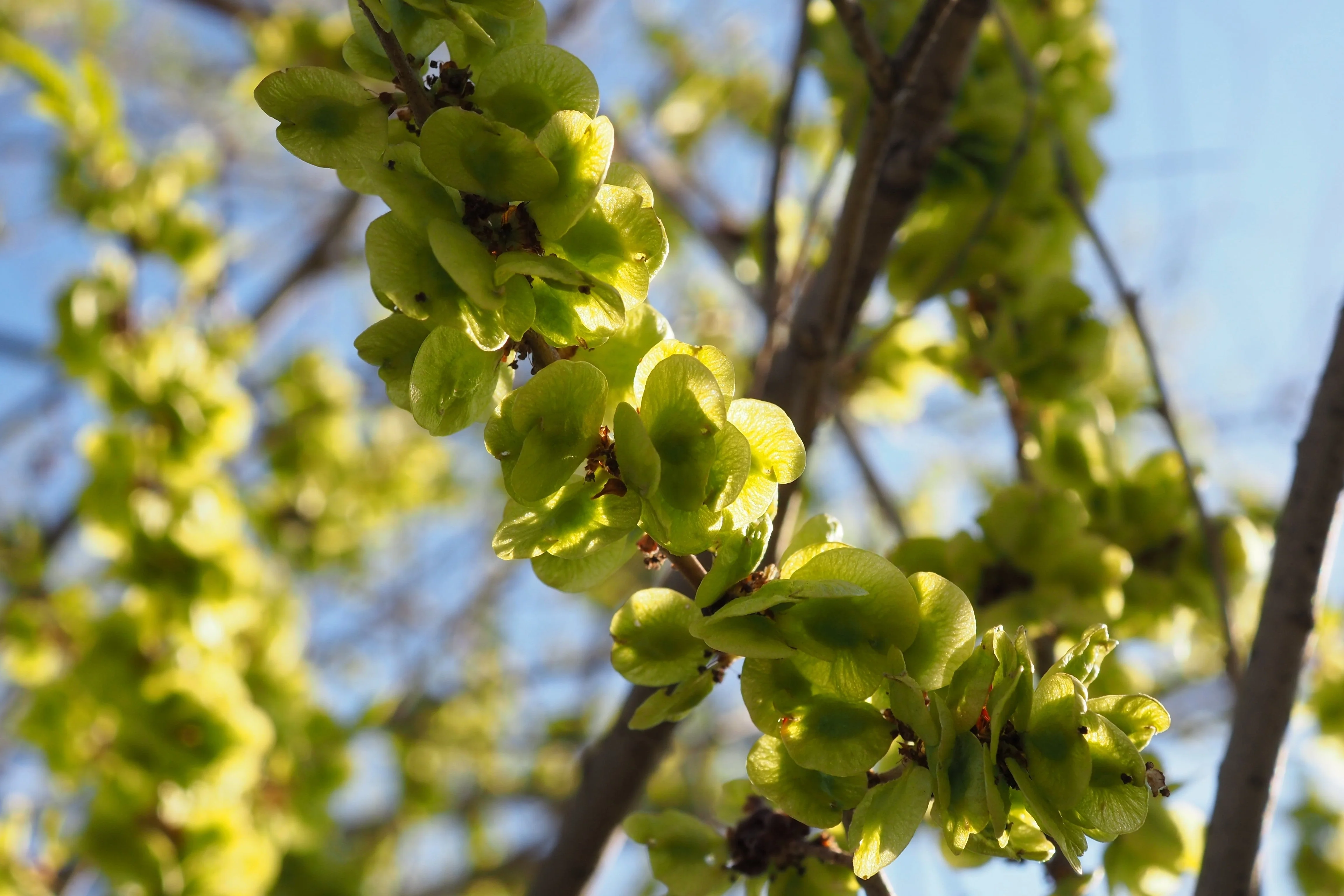 50 CHINESE ELM TREE (Lacebark) Ulmus Parvifolia Seeds - Image 9