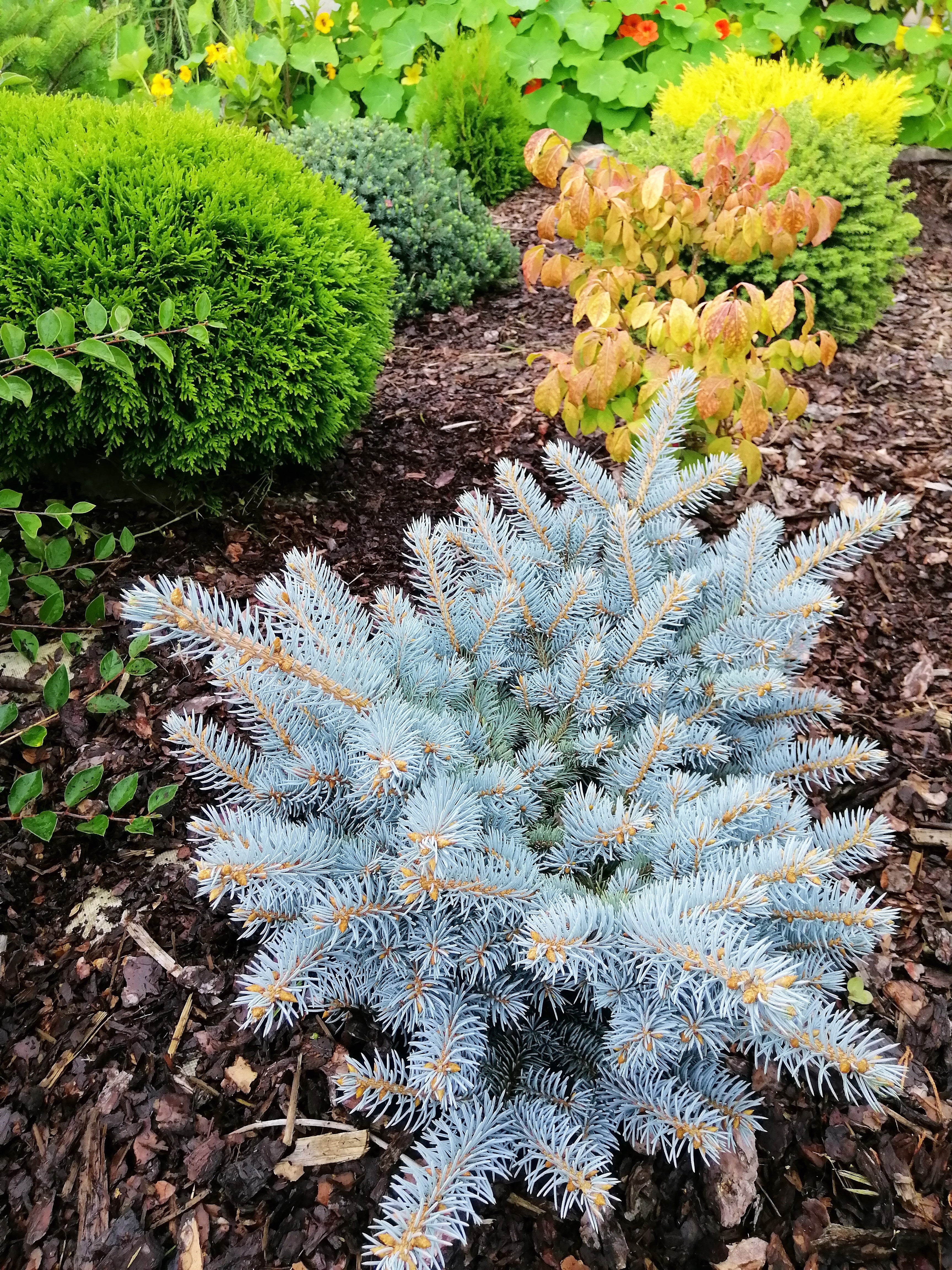 50 Colorado BLUE SPRUCE Tree Picea Pungens Glauca Christmas Tree White Silver Spruce Evergreen Seeds - Image 10