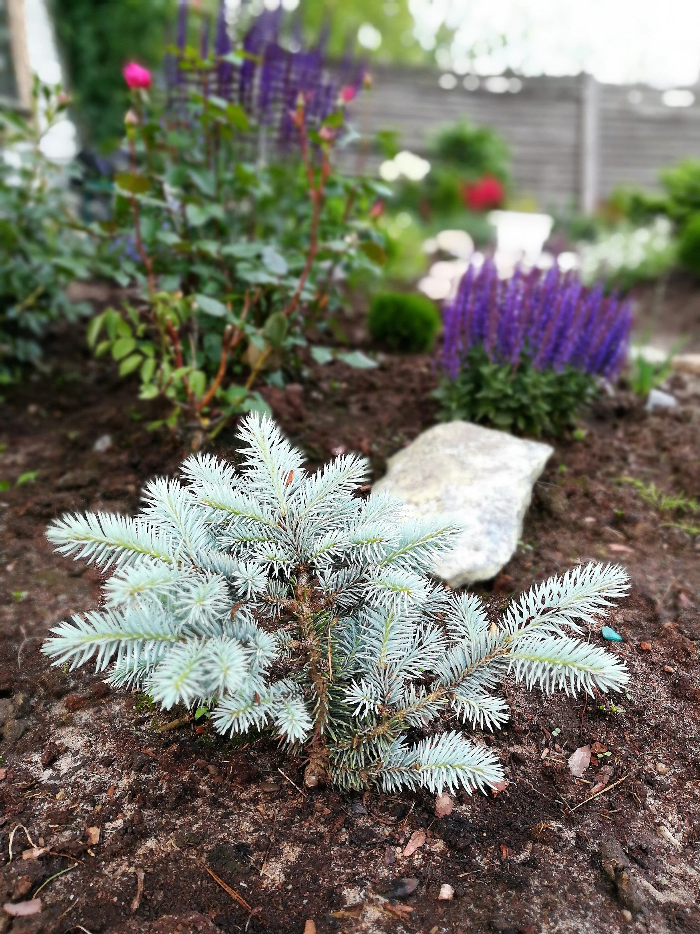 50 Colorado BLUE SPRUCE Tree Picea Pungens Glauca Christmas Tree White Silver Spruce Evergreen Seeds - Image 11