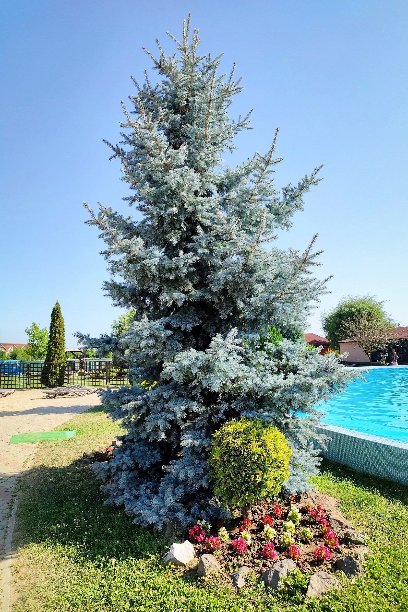 50 Colorado BLUE SPRUCE Tree Picea Pungens Glauca Christmas Tree White Silver Spruce Evergreen Seeds - Image 12
