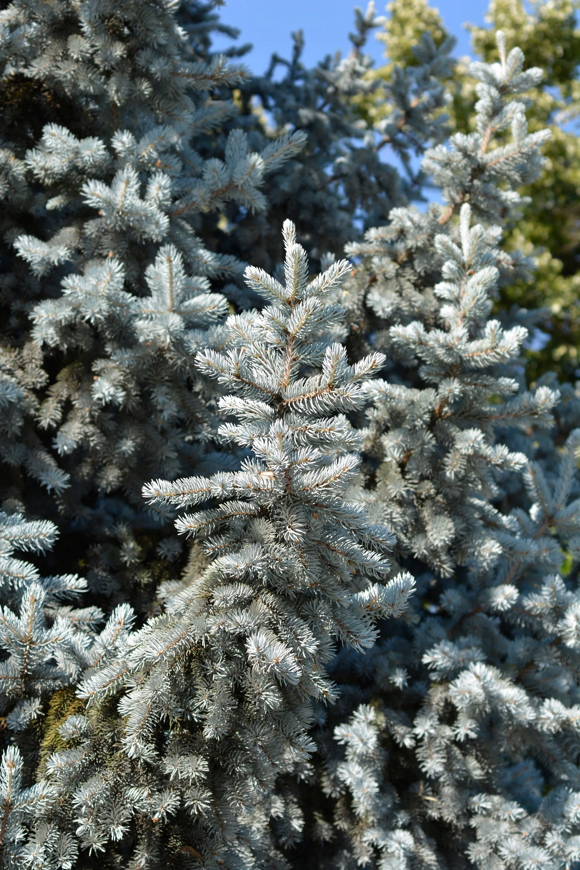 50 Colorado BLUE SPRUCE Tree Picea Pungens Glauca Christmas Tree White Silver Spruce Evergreen Seeds - Image 14
